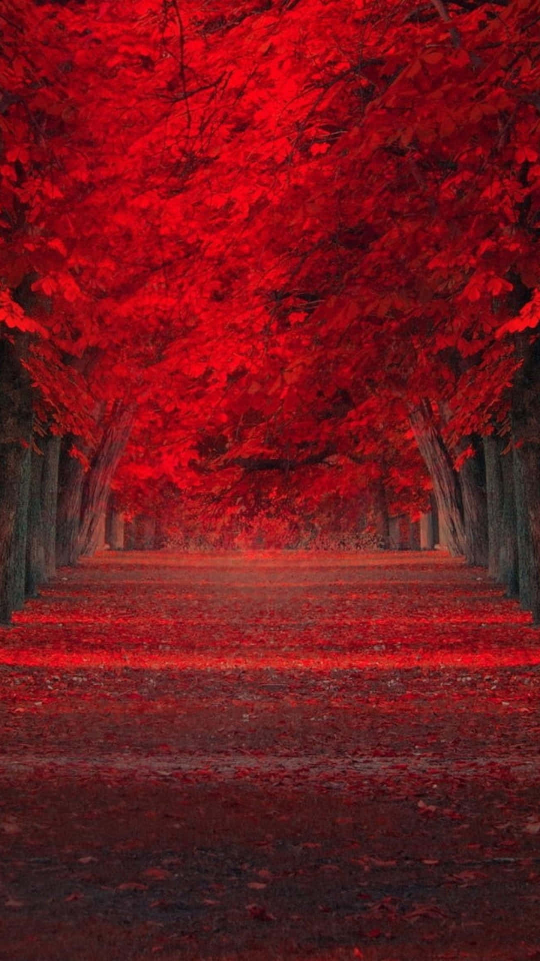Red Tree, crimson red, forest, Full HD Phone Wallpaper