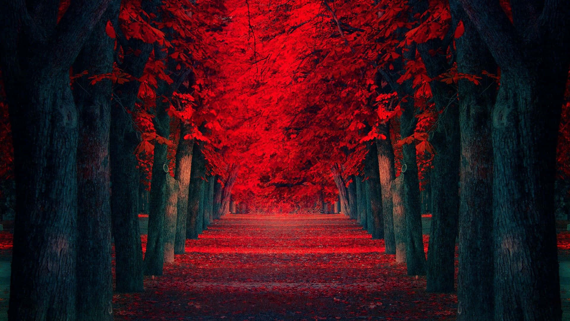 Red Tree, surreal forest path, towering trees, Full HD Desktop Wallpaper