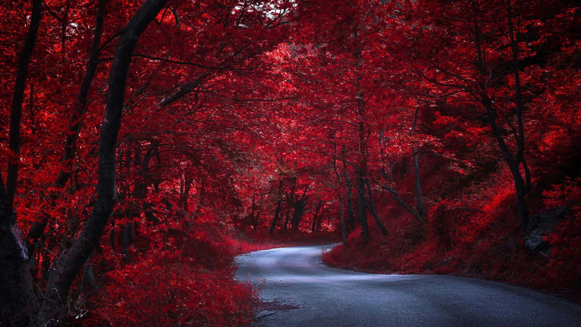 red tree, yellow sky, winding road, Full HD Desktop Wallpaper