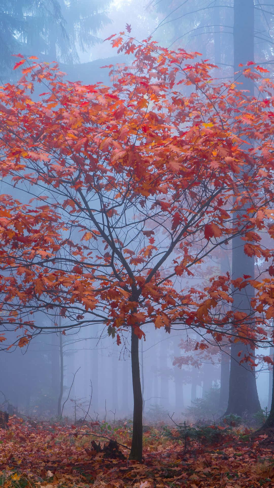 red tree, fiery red leaves, misty autumn forest, Full HD Phone Wallpaper