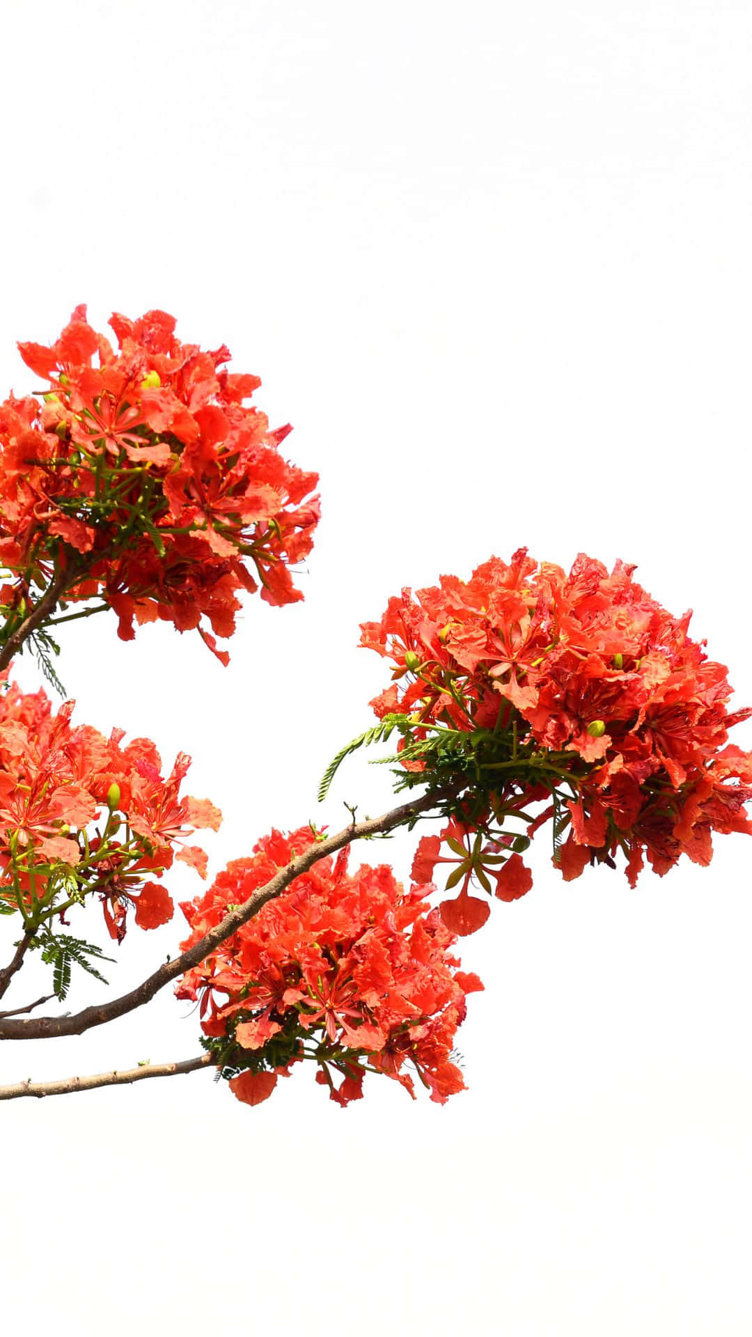 red tree, flame tree, bright red, Full HD Phone Wallpaper