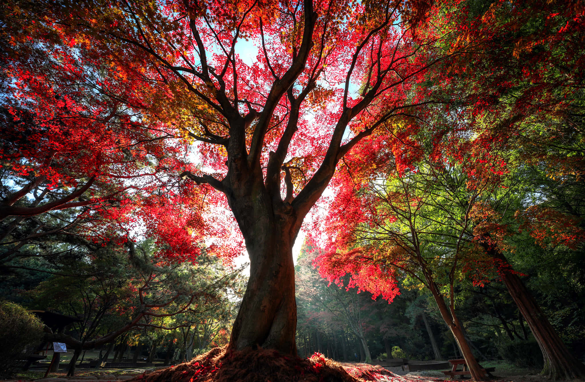 Red Tree, maple tree, fiery red leaves, Full HD Desktop Wallpaper