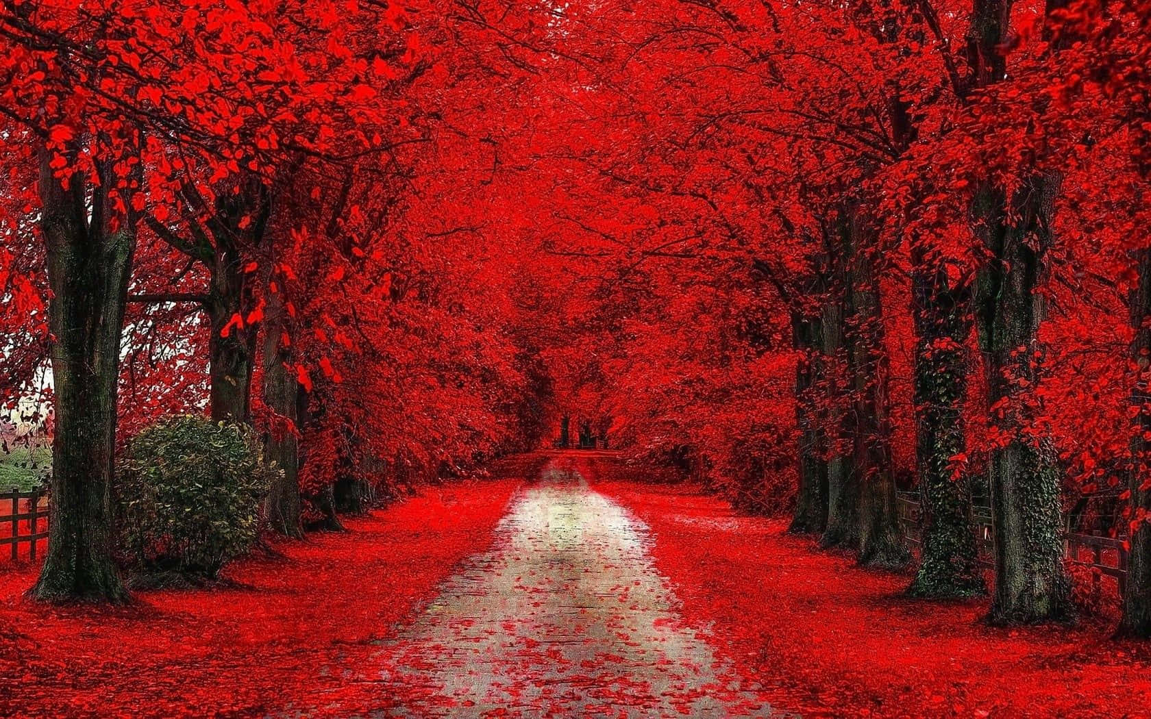 red tree, winding path, vivid red leaves, HD Desktop Wallpaper