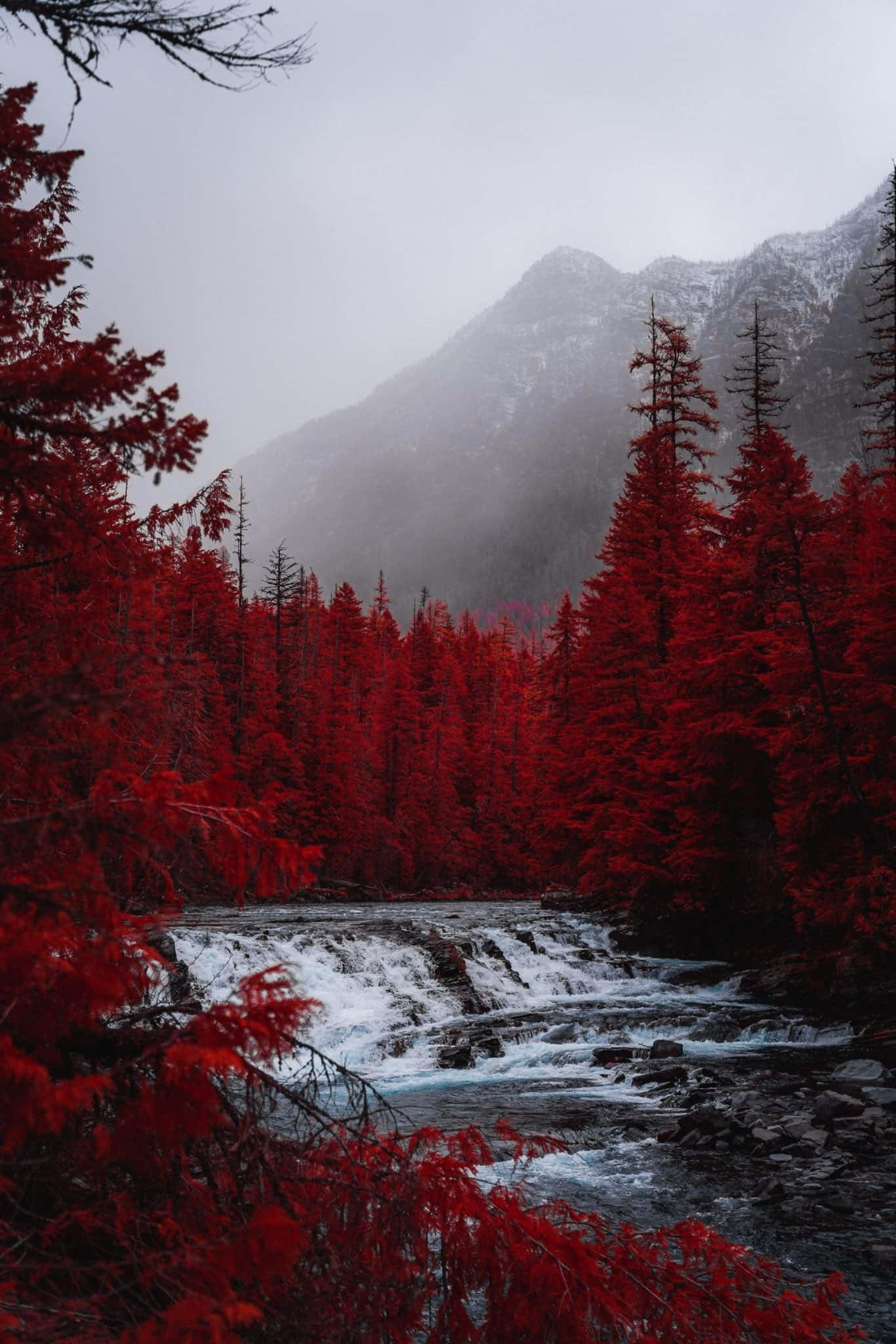 Red Tree, misty mountain valley, rushing stream, Full HD Phone Wallpaper