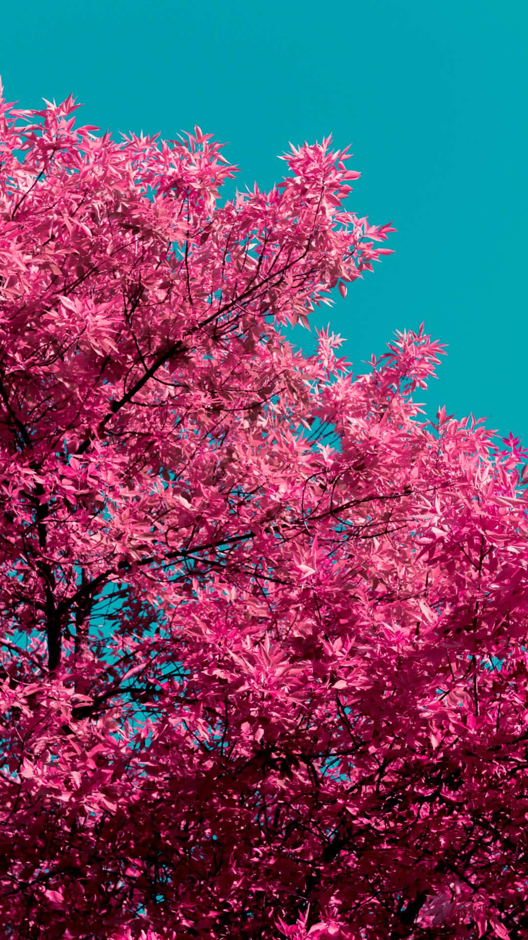 Red Tree, vivid teal sky, vibrant pink tree branches, Full HD Phone Wallpaper