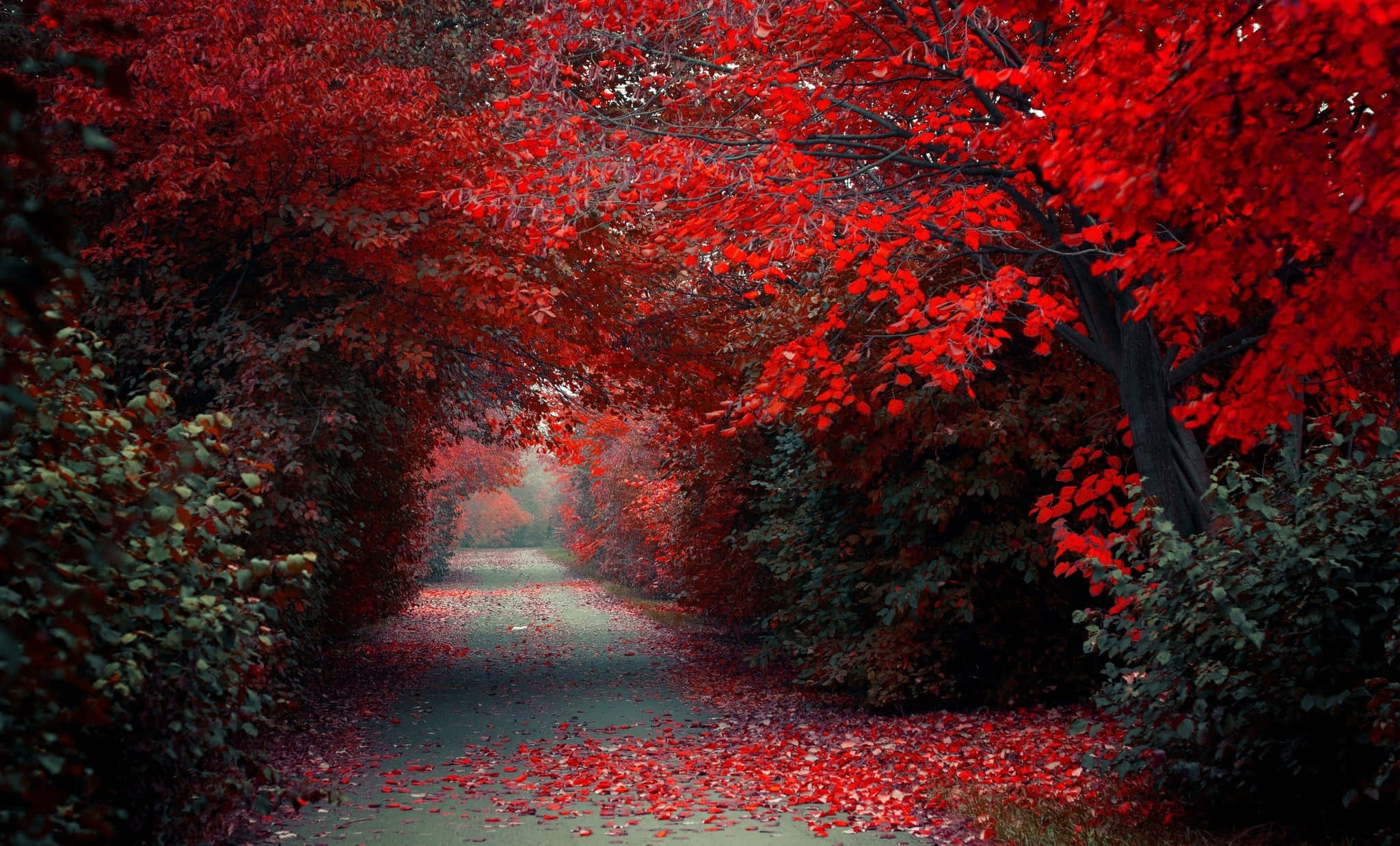 Red Tree, vibrant red autumn trees, winding path, Full HD Desktop Wallpaper