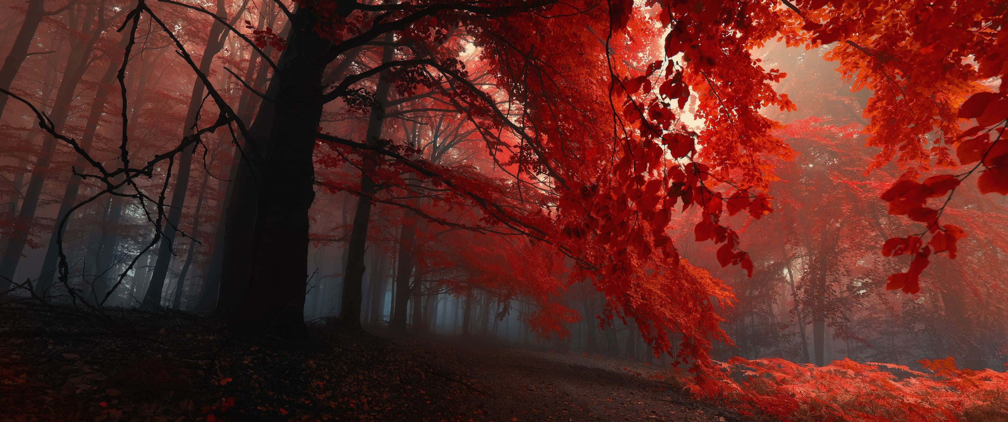 Red Ultra Wide HD, misty forest path, vivid crimson leaves, 2K Desktop Wallpaper