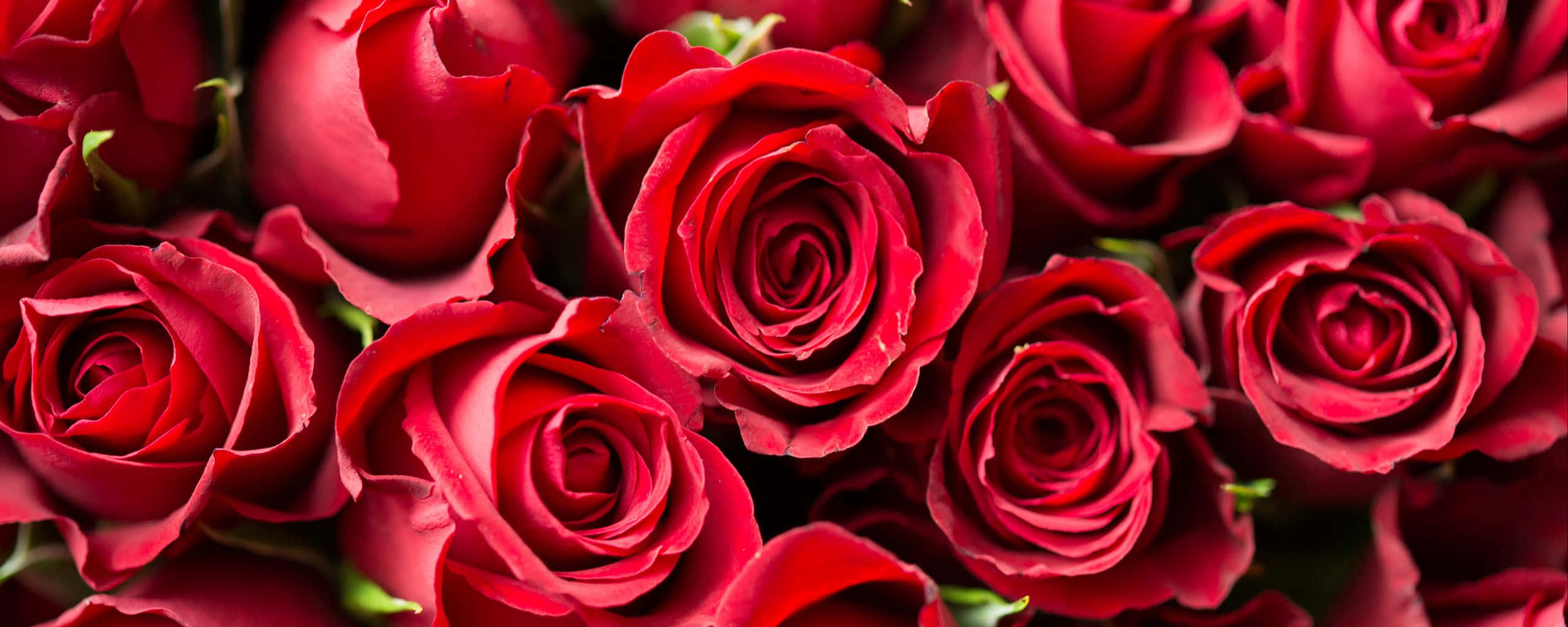 Red Ultra Wide HD, velvety deep red roses, intricate layered petals, 2K Desktop Wallpaper