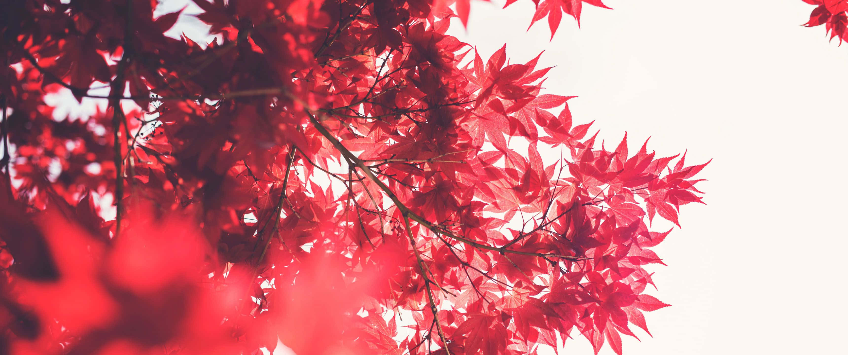 Japanese Maple Leaves, red, ultra wide hd, 2K Desktop Wallpaper