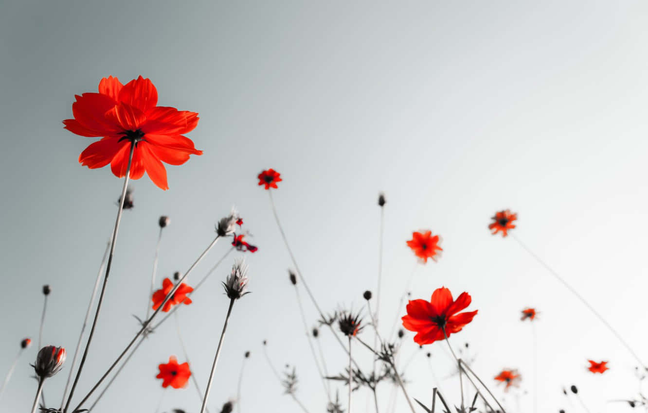Red White And Black Abstract, vibrant red cosmos flowers, soft pale sky, HD Desktop Wallpaper