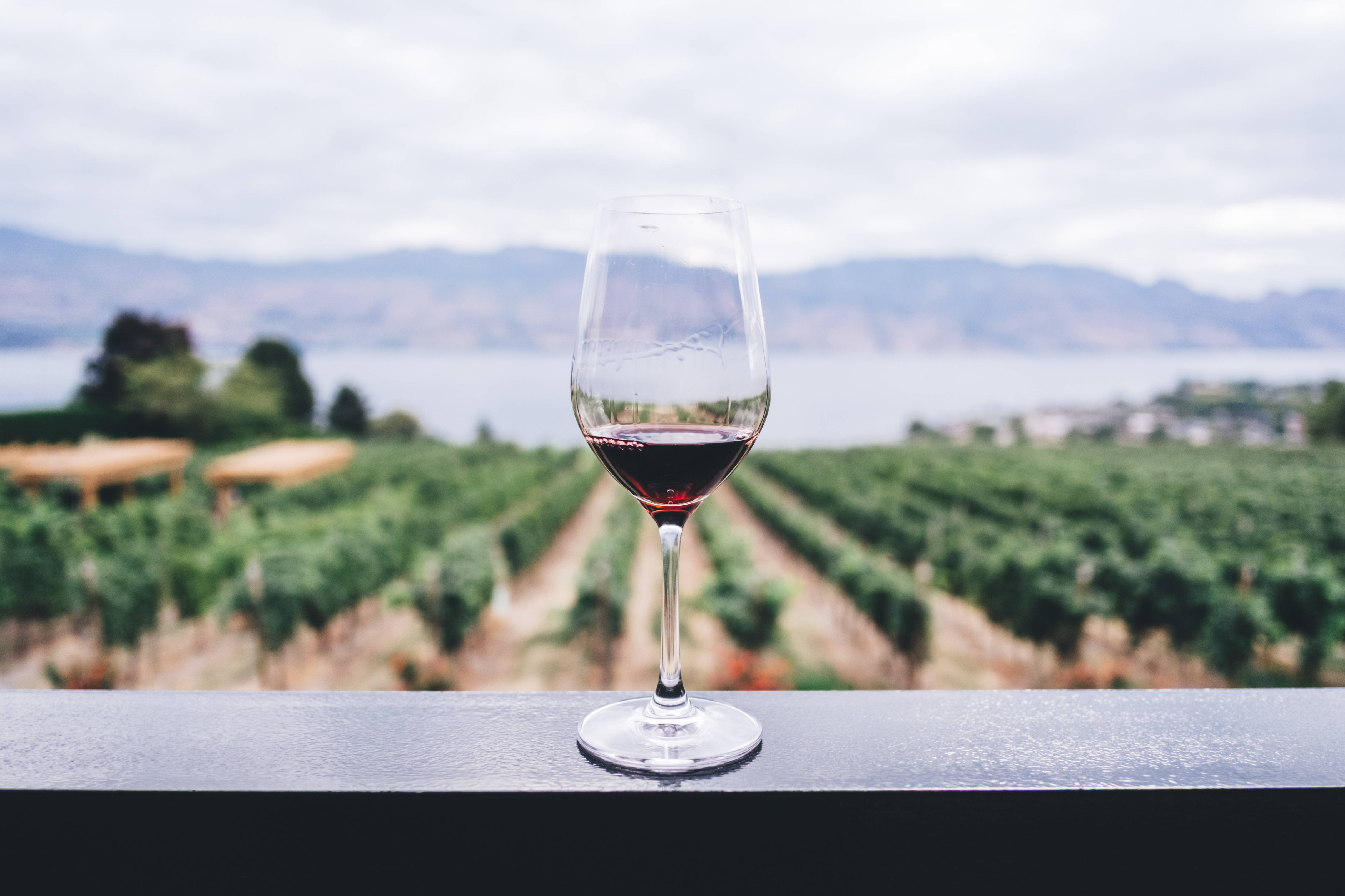 red wine, vineyards, mountains, 4K Desktop Wallpaper