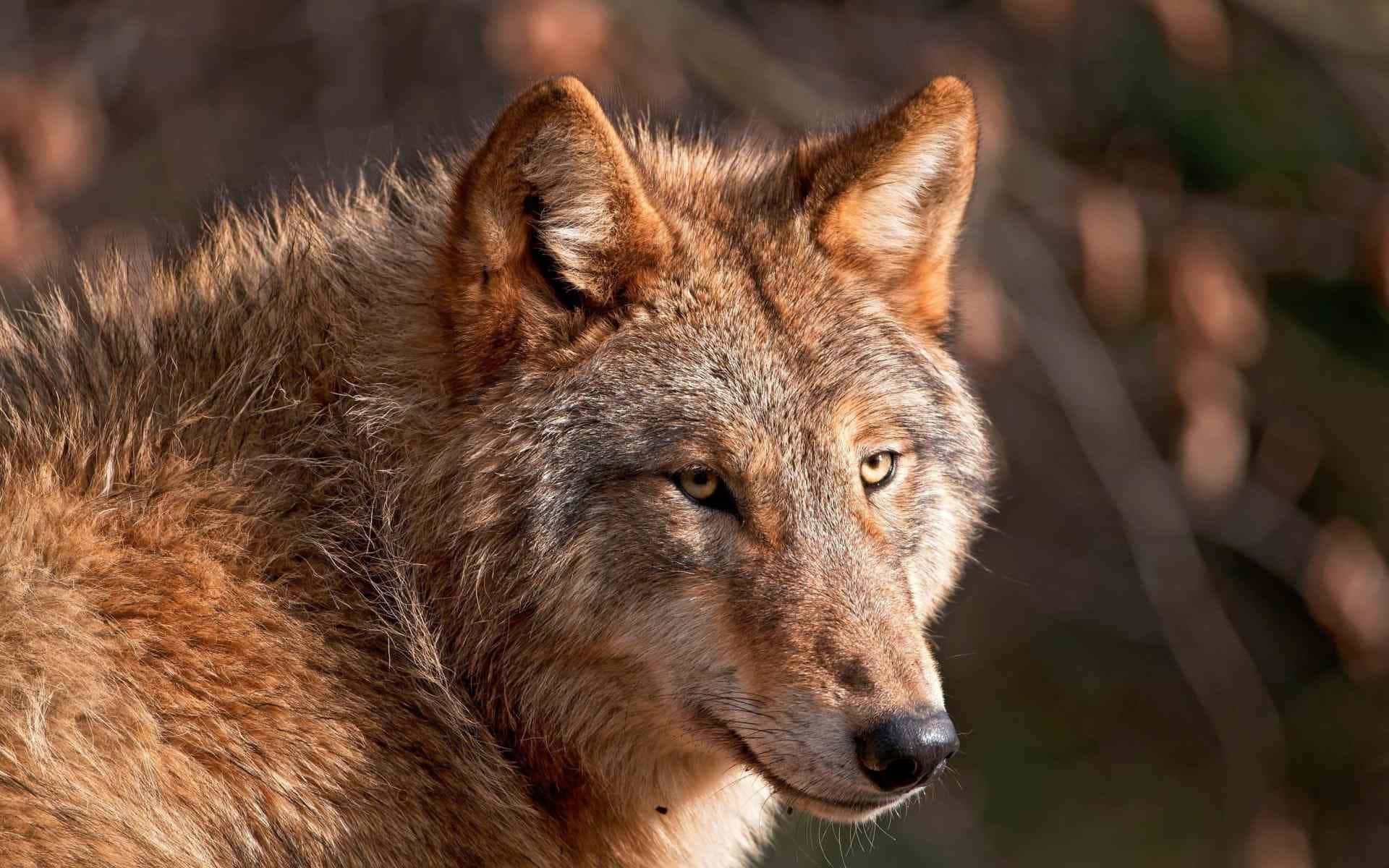 Red Wolf, 1920 x 1200, forest, Full HD Desktop Wallpaper