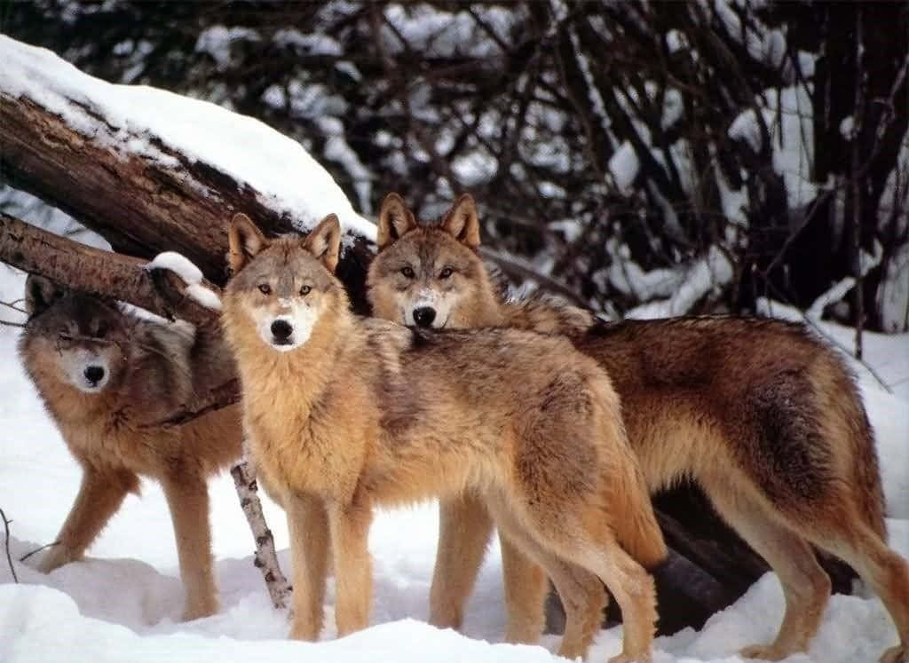 Red Wolf, snowy forest, snow-covered branches, SD Desktop Wallpaper