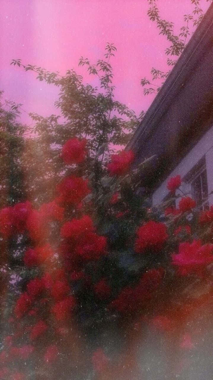 red roses, pink twilight sky, house roofline, HD Phone Wallpaper