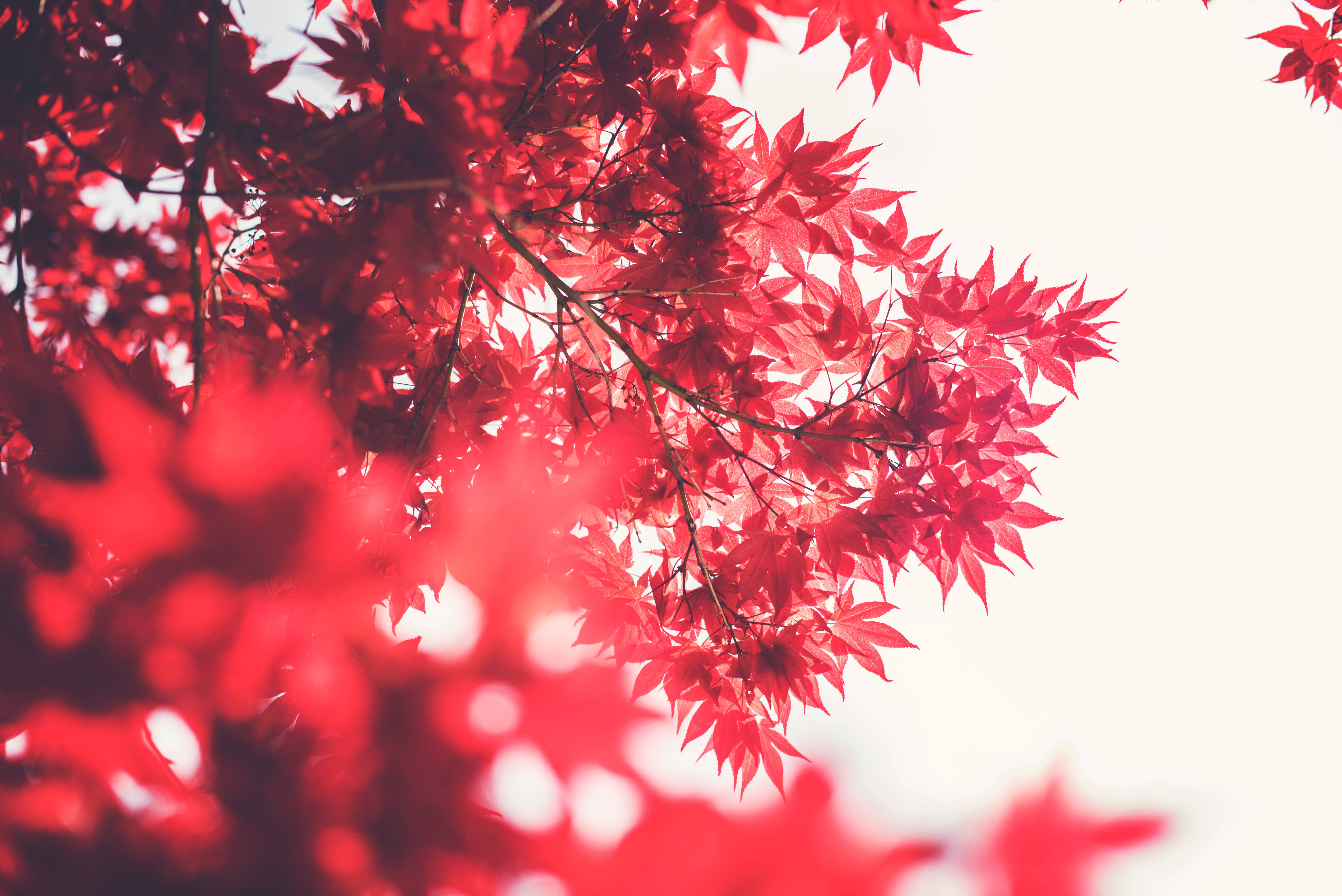 red maple tree, red maple leaves, soft white sky, 5K Desktop Wallpaper