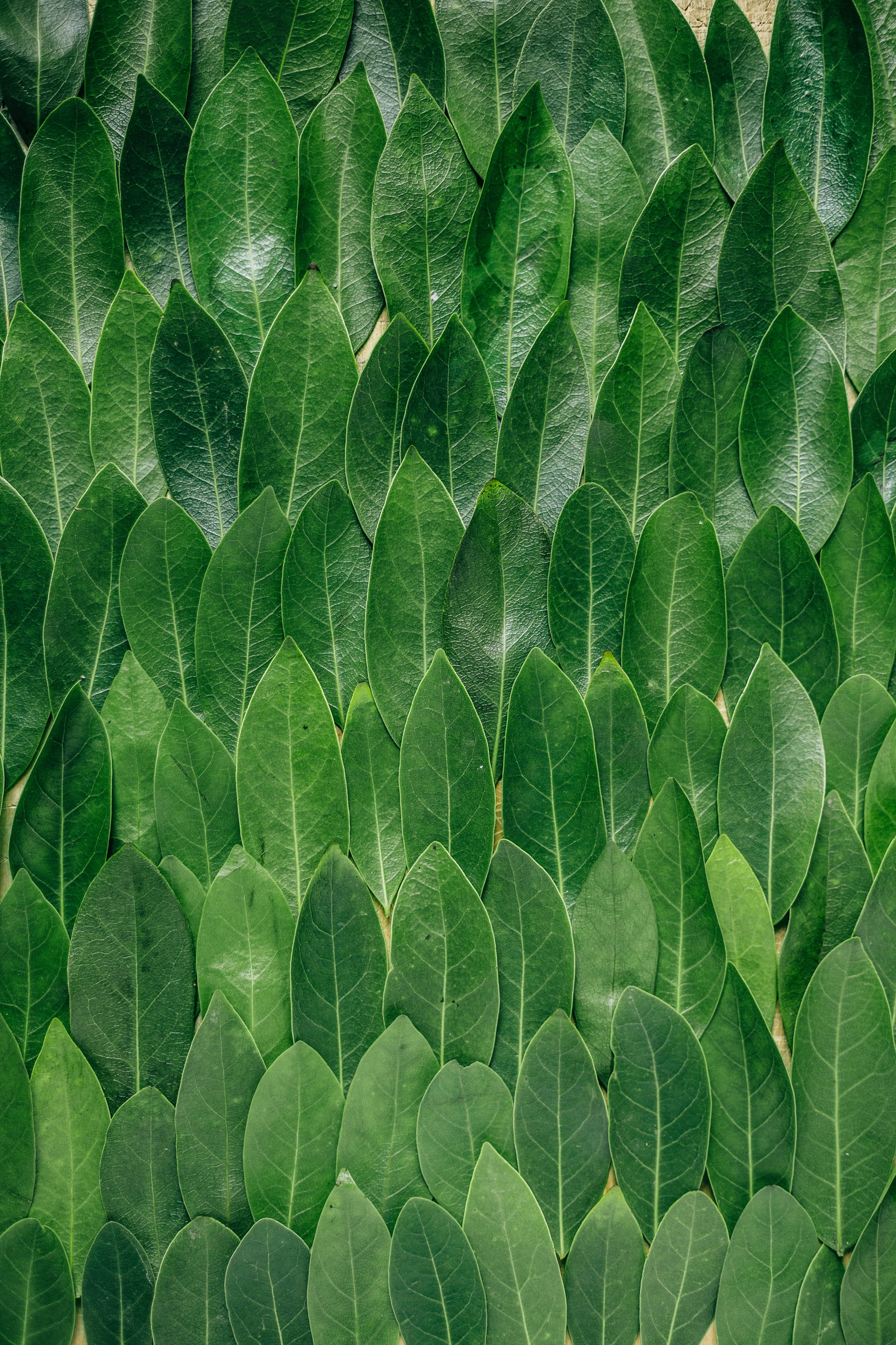 Redmi 4K, green leaves, glossy green, 5K Phone Wallpaper