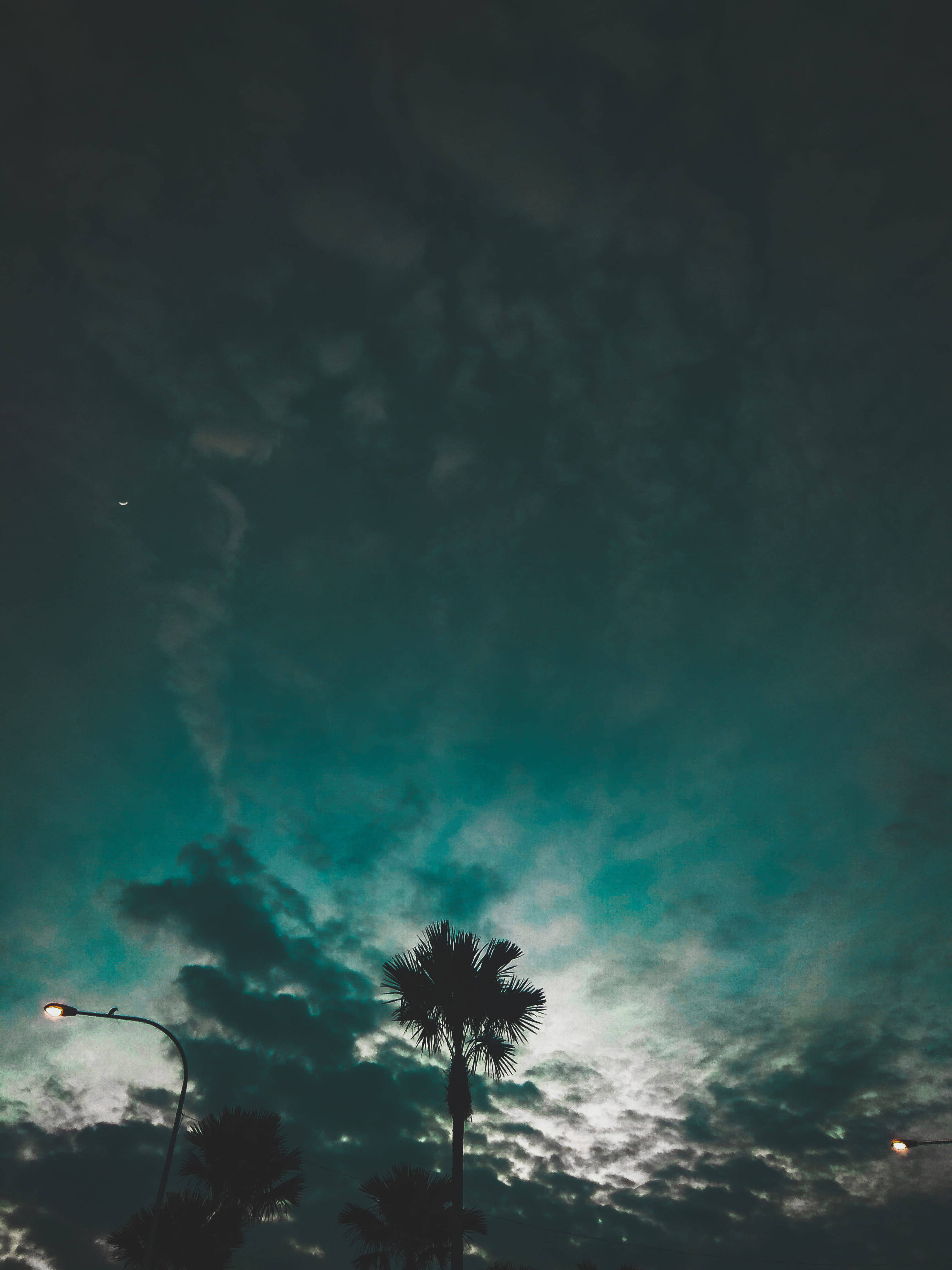 Redmi 4K, palm trees, teal and gray night sky, 4K Phone Wallpaper