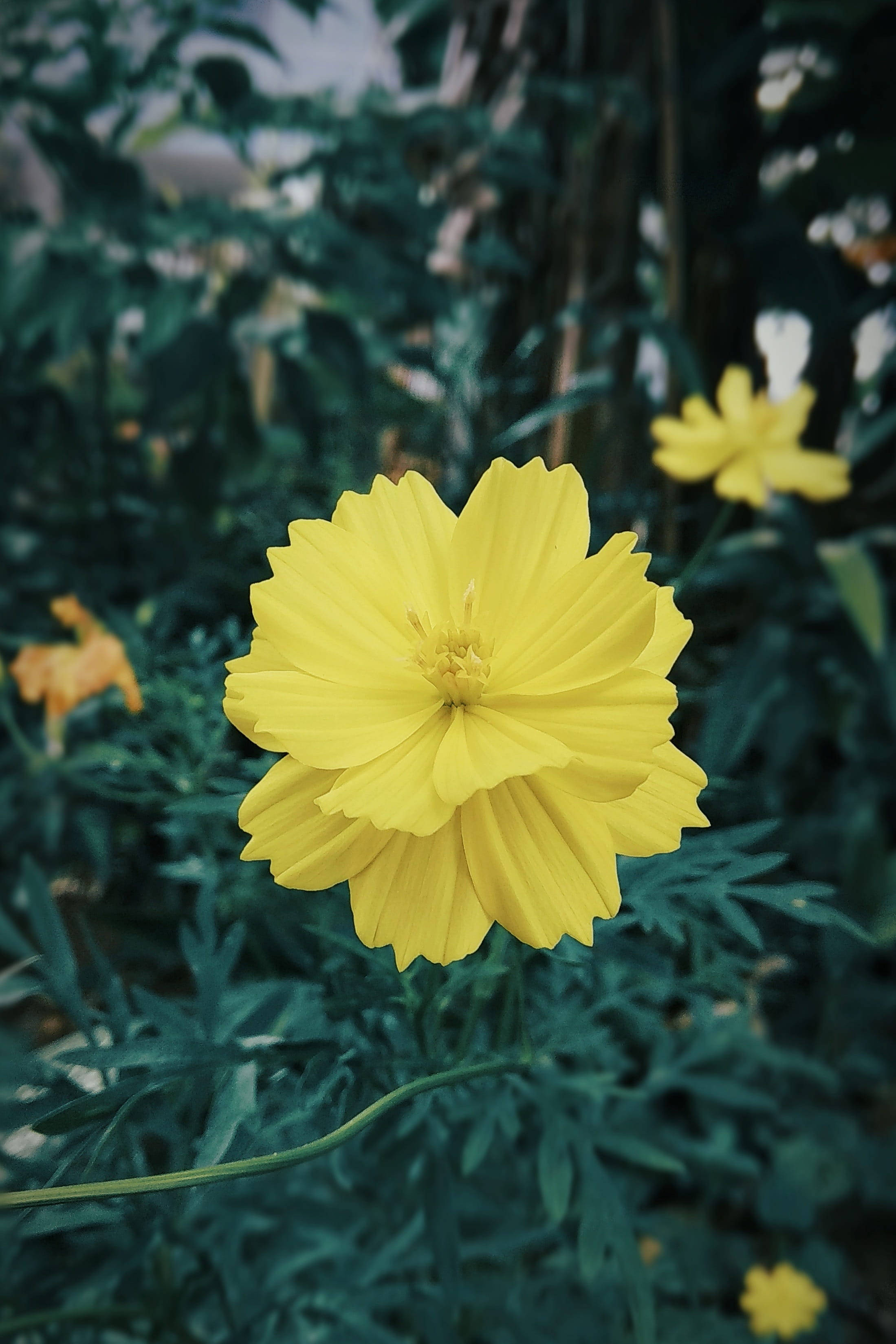 Redmi 4K, yellow, cosmos flower, 2K Phone Wallpaper