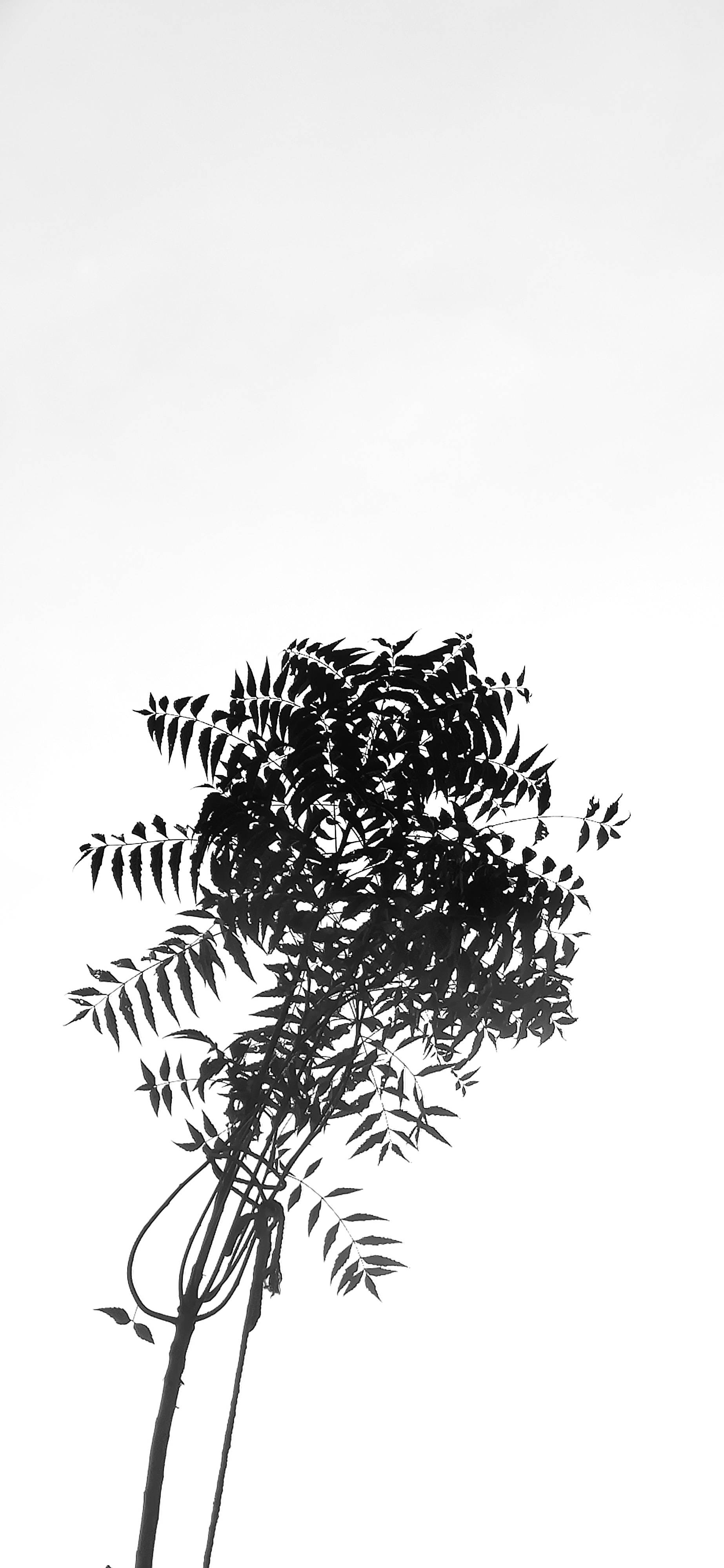 Redmi 4K, black, white, 4K Phone Wallpaper