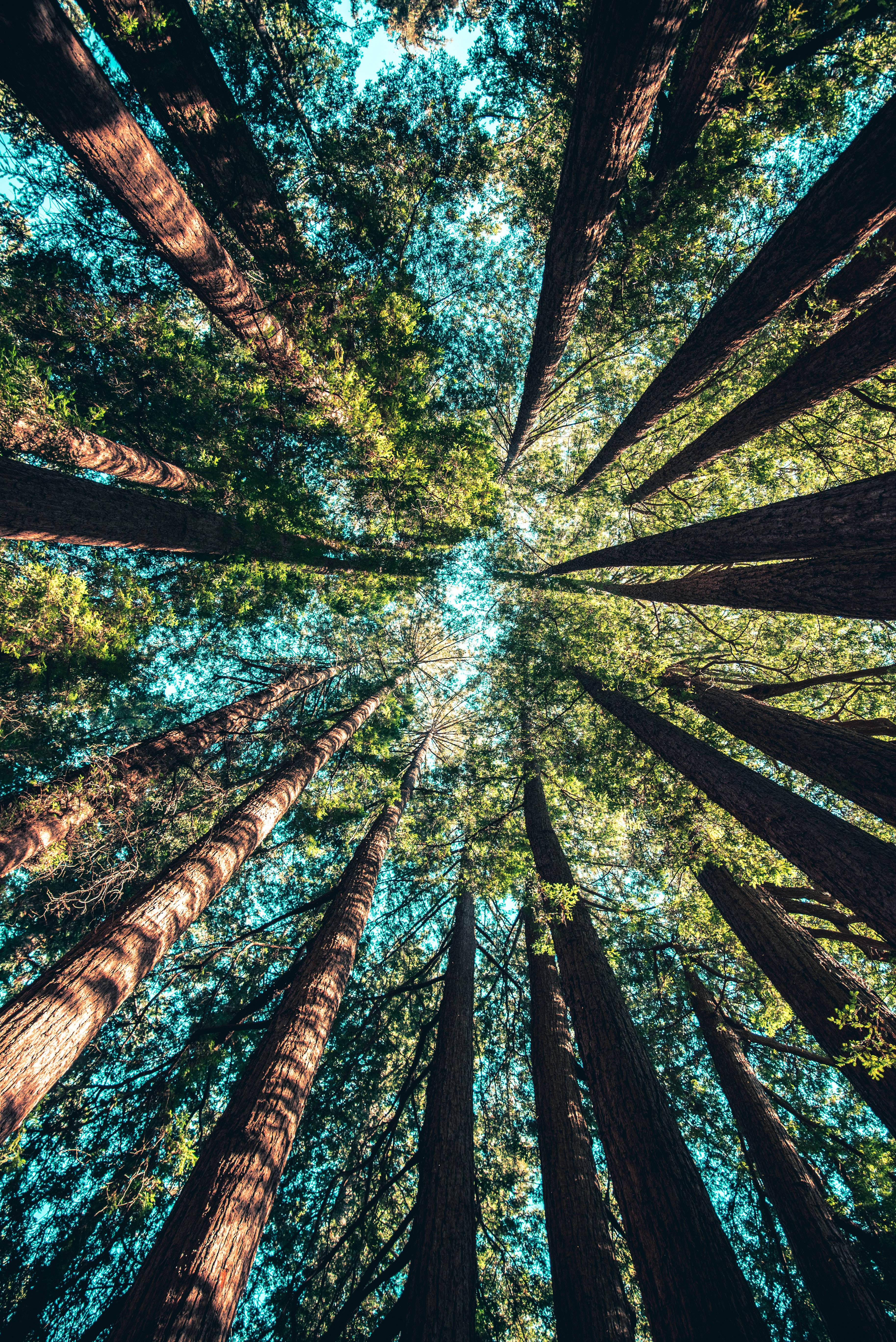 Redmi, 4K, summer forest, 5K Phone Wallpaper