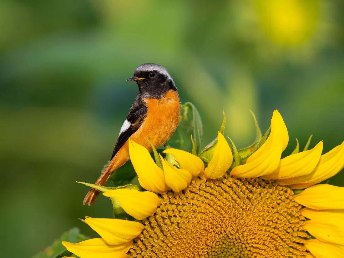 Redstart