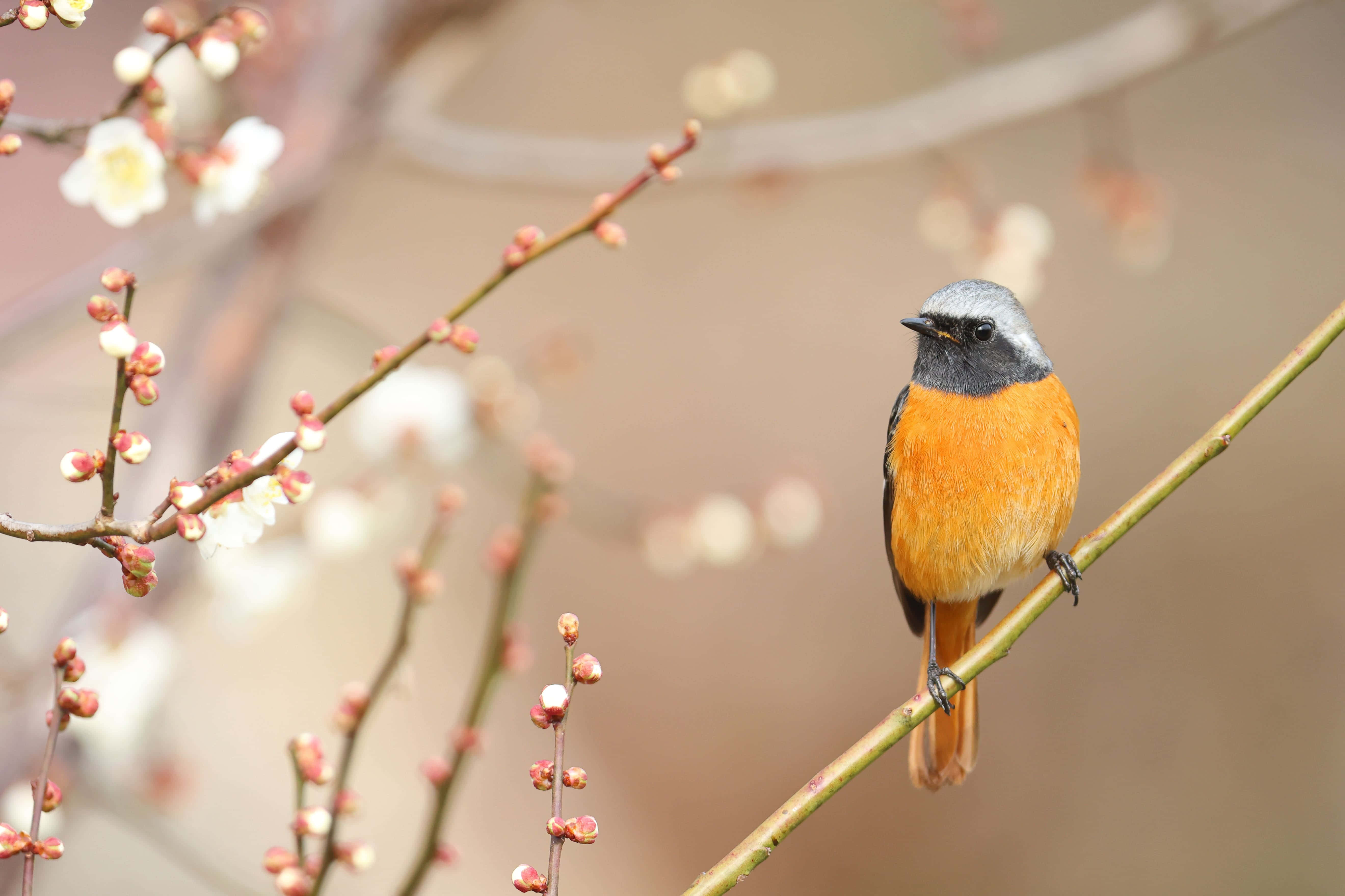 Redstart, spring blossoms, orange and gray bird, 5K Desktop Wallpaper