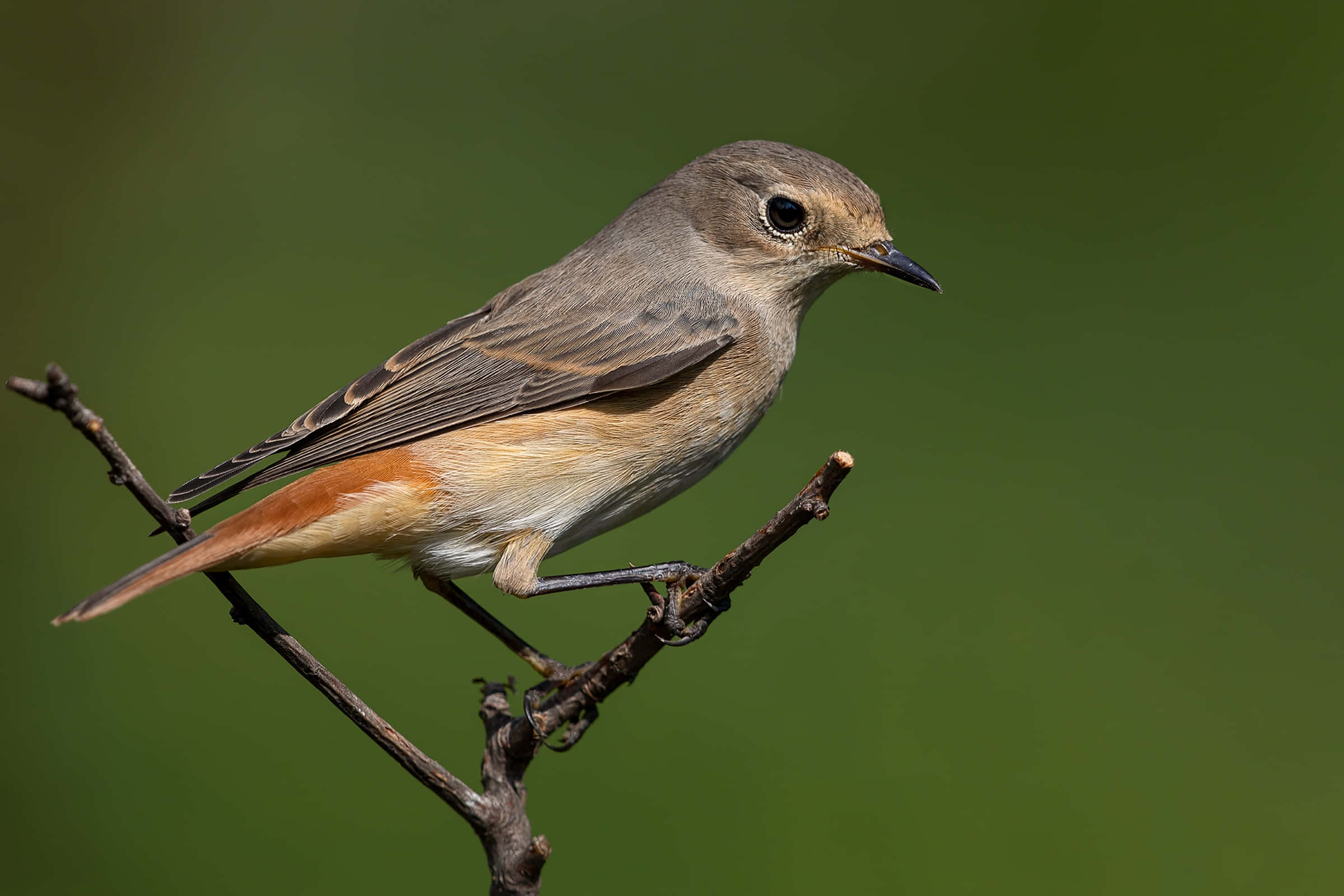 Redstart, birdon branch, gray head, Full HD Desktop Wallpaper