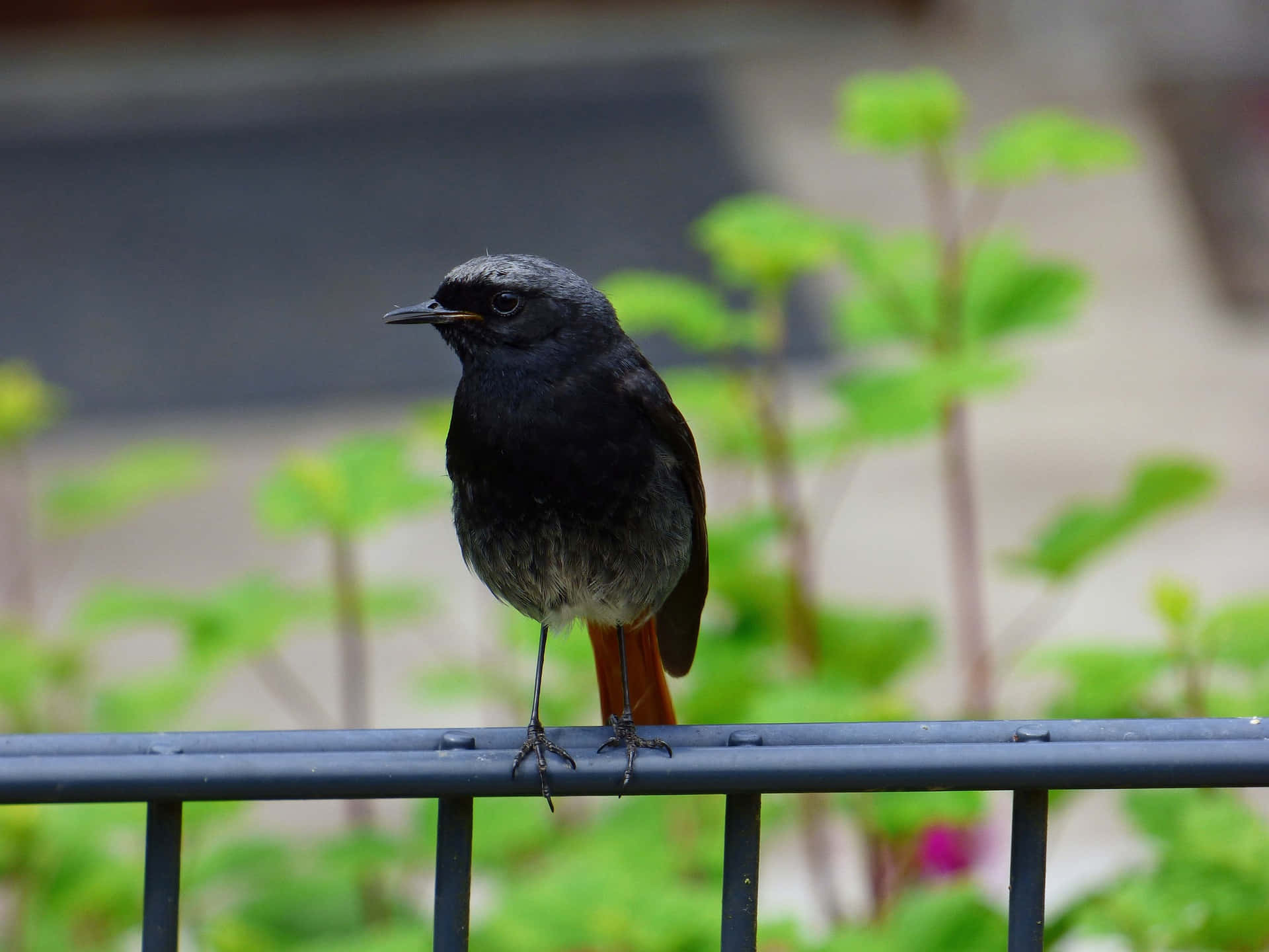 Black Redstart, black metal railing, rusty orange tail, Full HD Desktop Wallpaper