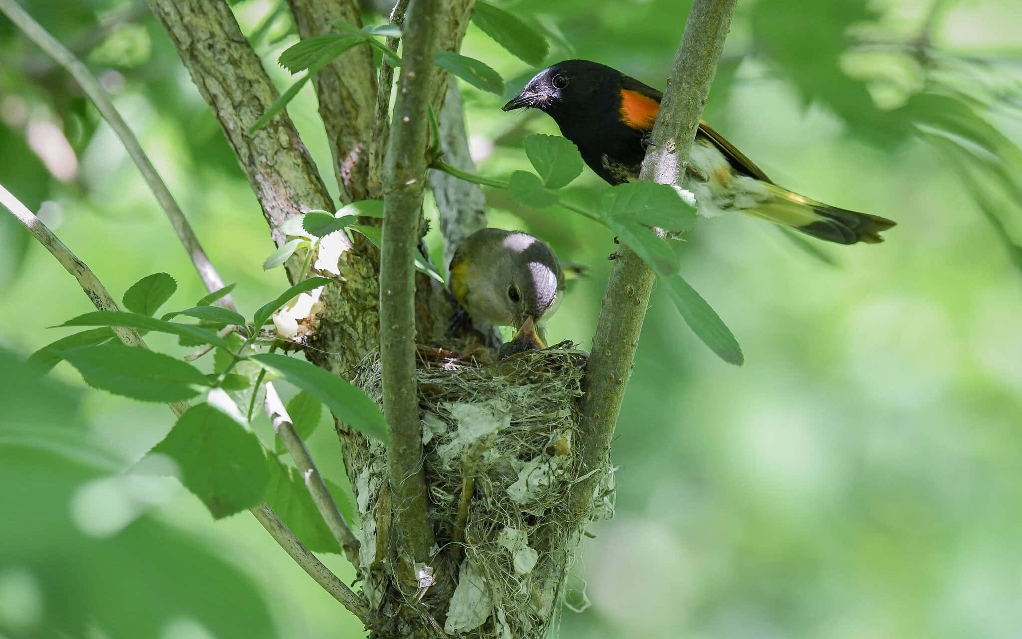 Redstart, black bird, orange shoulder patch, Full HD Desktop Wallpaper