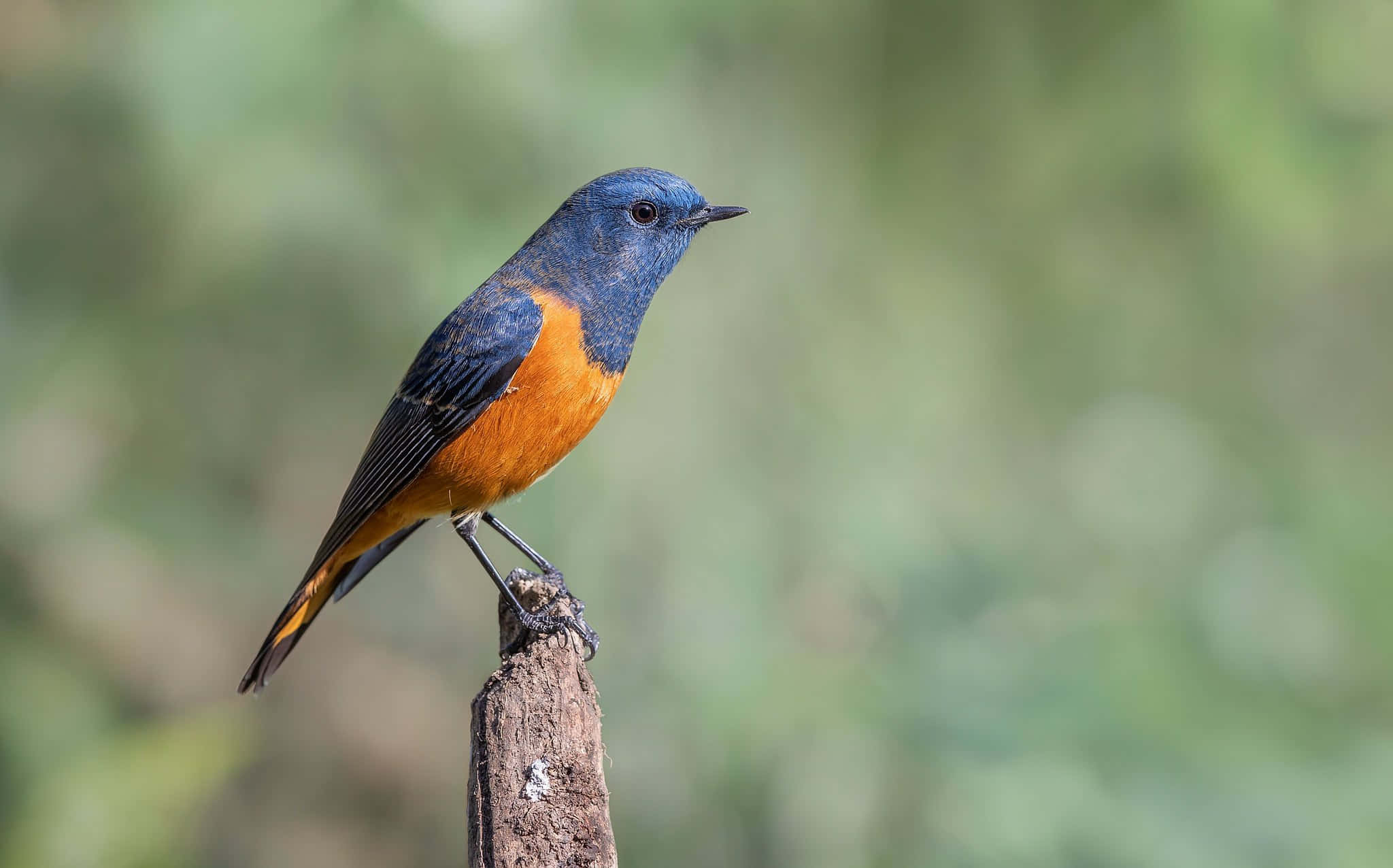 Blue Orange Redstart, weathered wooden post, soft green blurred background, Full HD Desktop Wallpaper