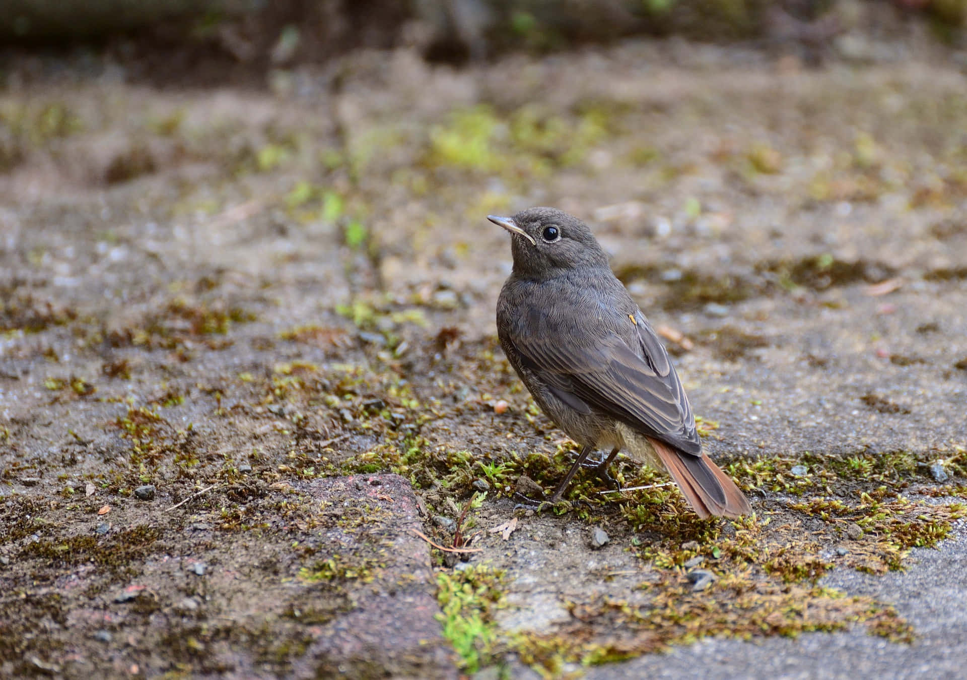 Black Redstart, reddish tail, mossy stone ground, Full HD Desktop Wallpaper