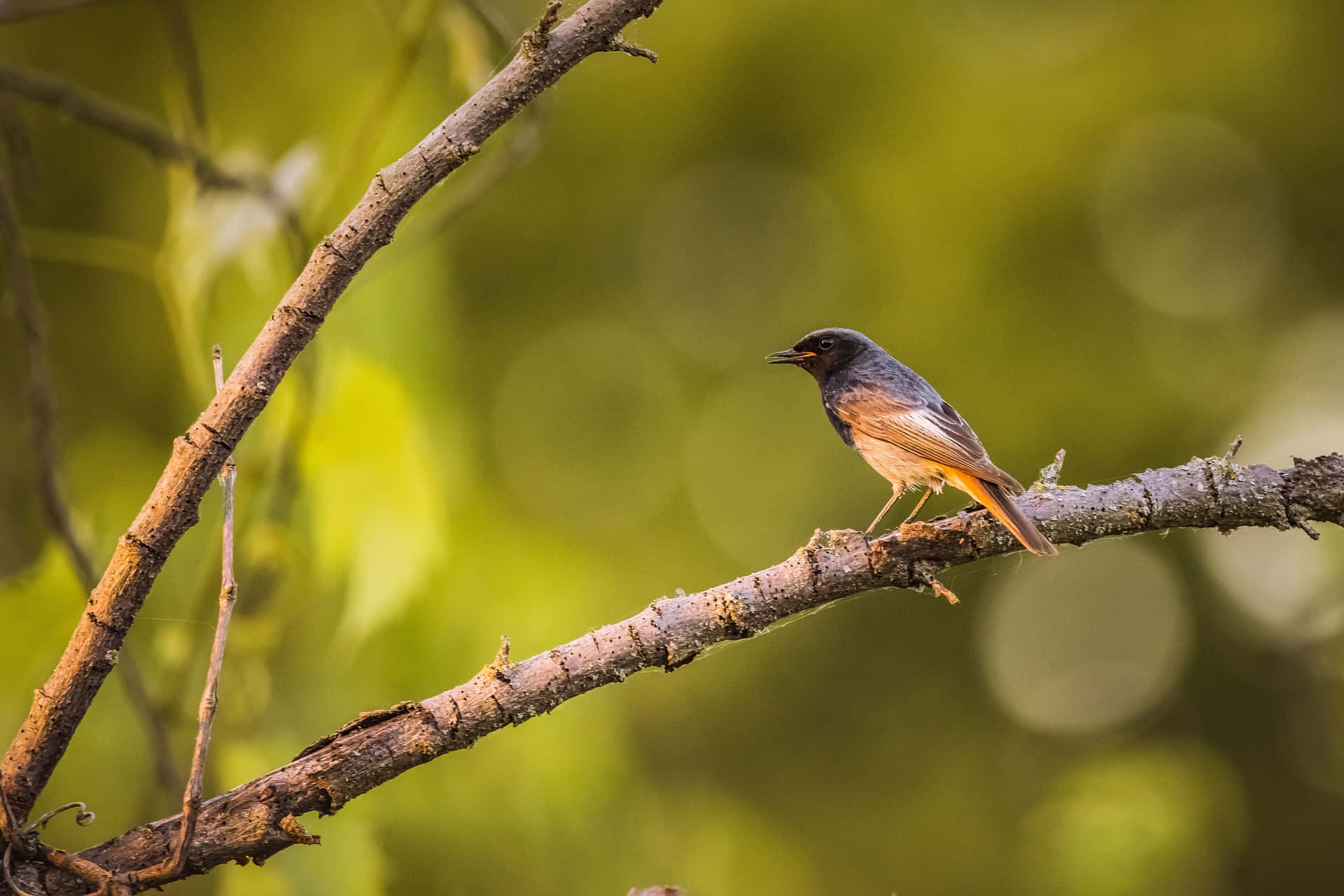 Redstart, bird, branch, Full HD Desktop Wallpaper