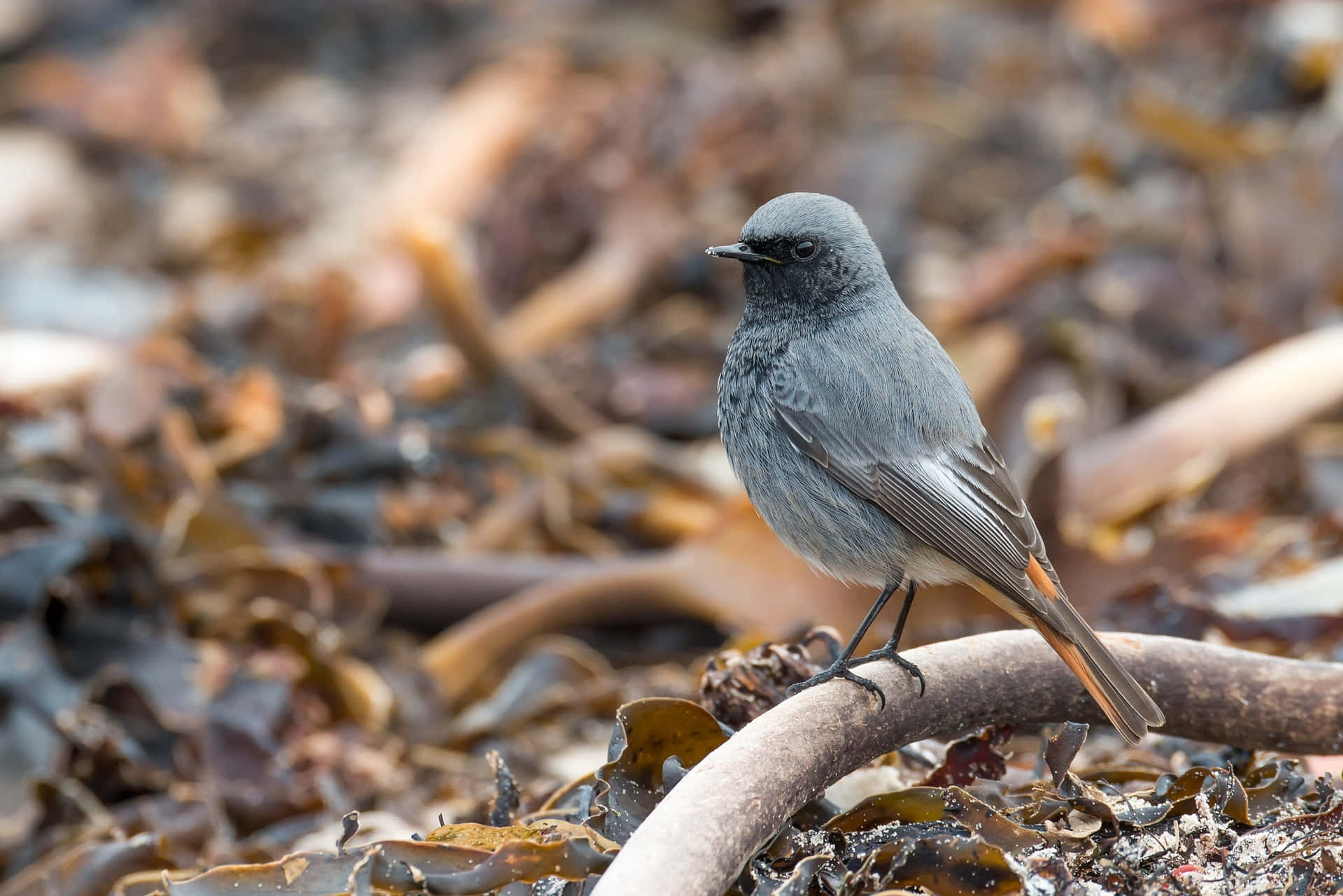 Black Redstart, driftwood branch, brown seaweed, Full HD Desktop Wallpaper