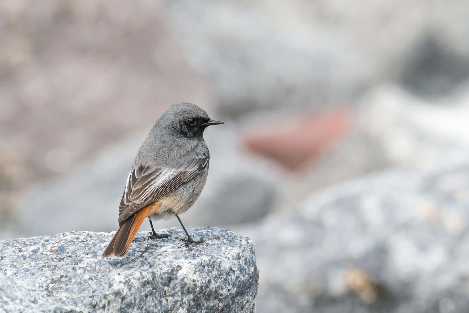 Black Redstart, rock, textured gray rock, Full HD Desktop Wallpaper