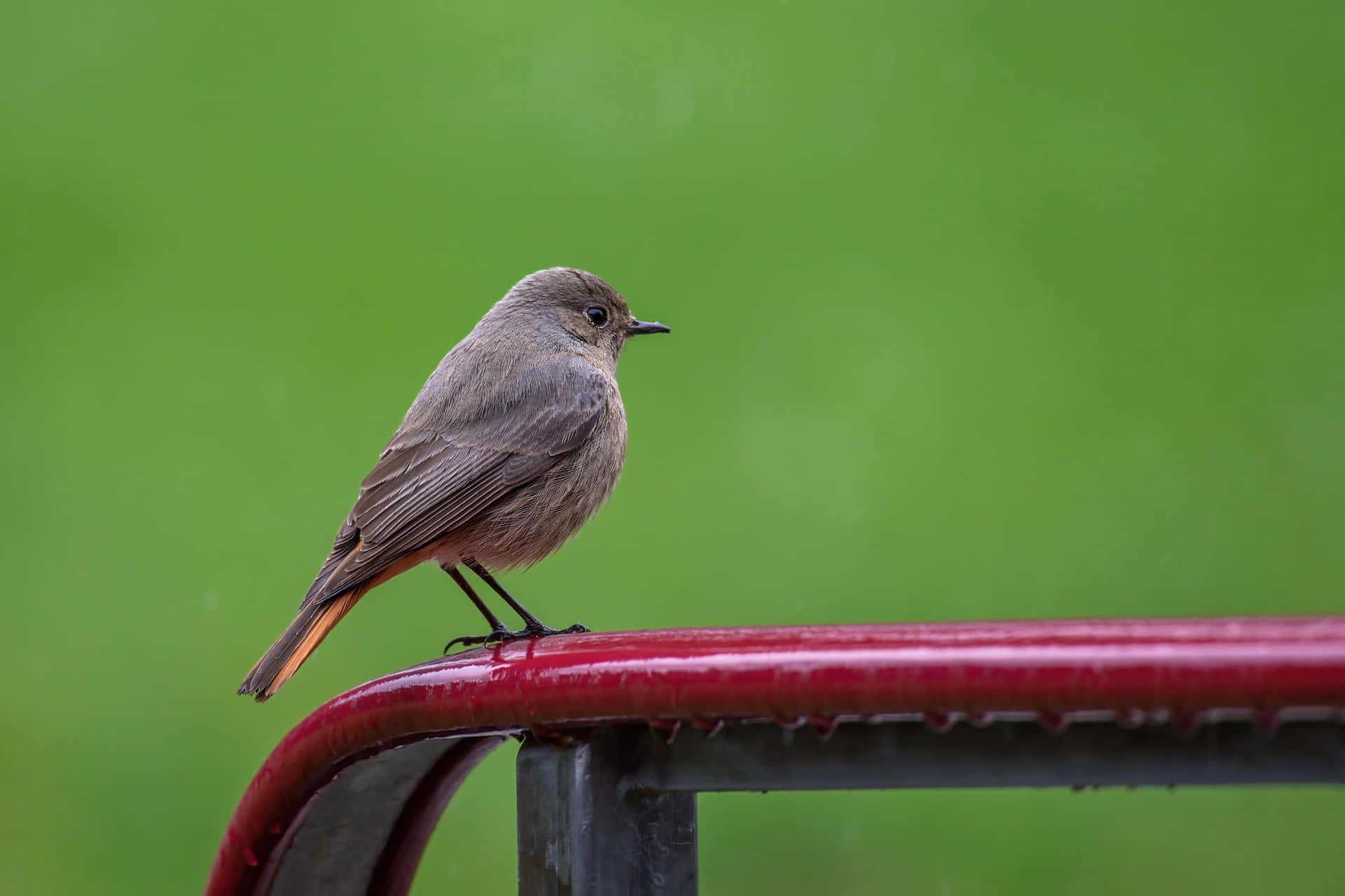 Redstart, birdon, red railing, Full HD Desktop Wallpaper