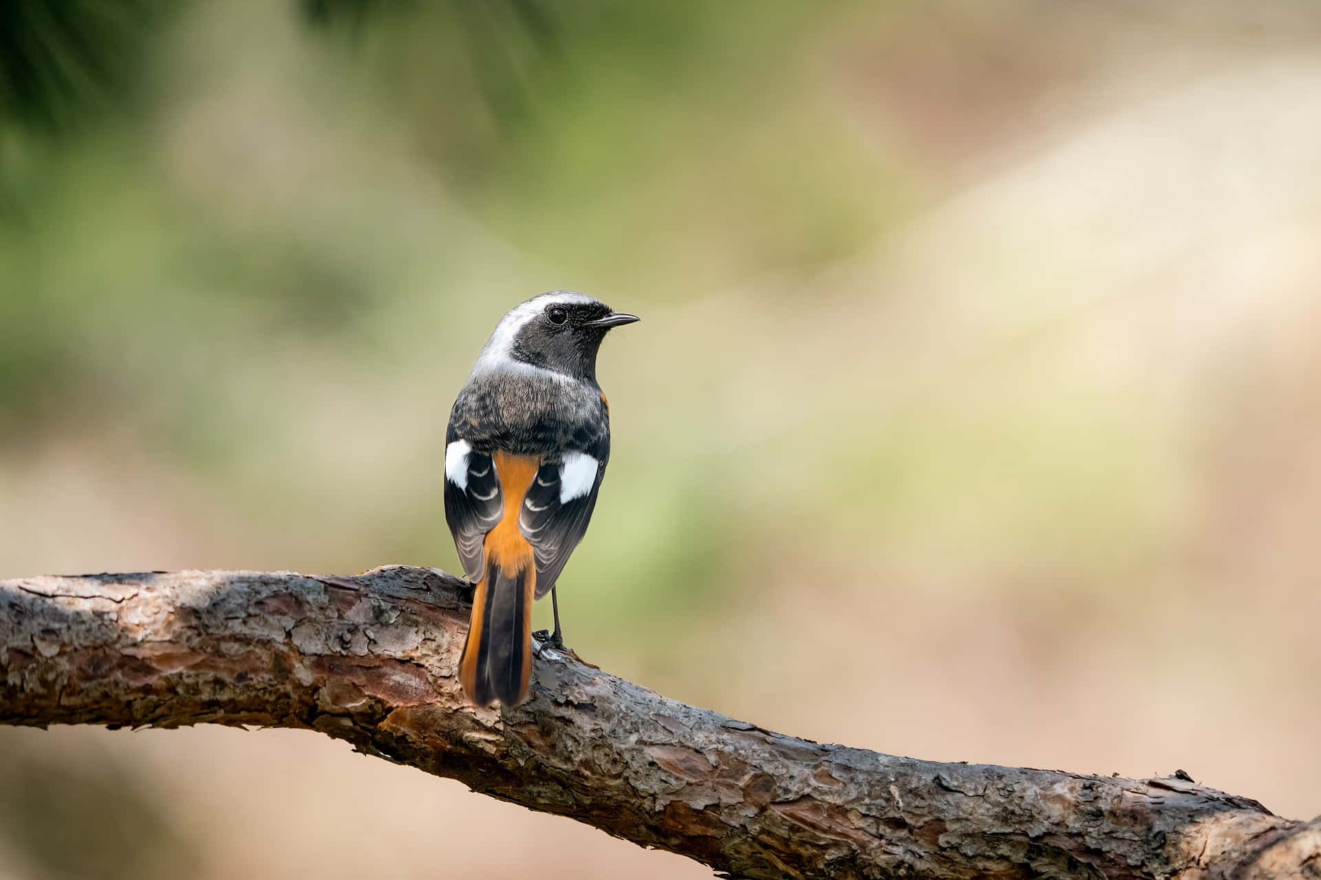 Redstart, gray head, white throat, Full HD Desktop Wallpaper
