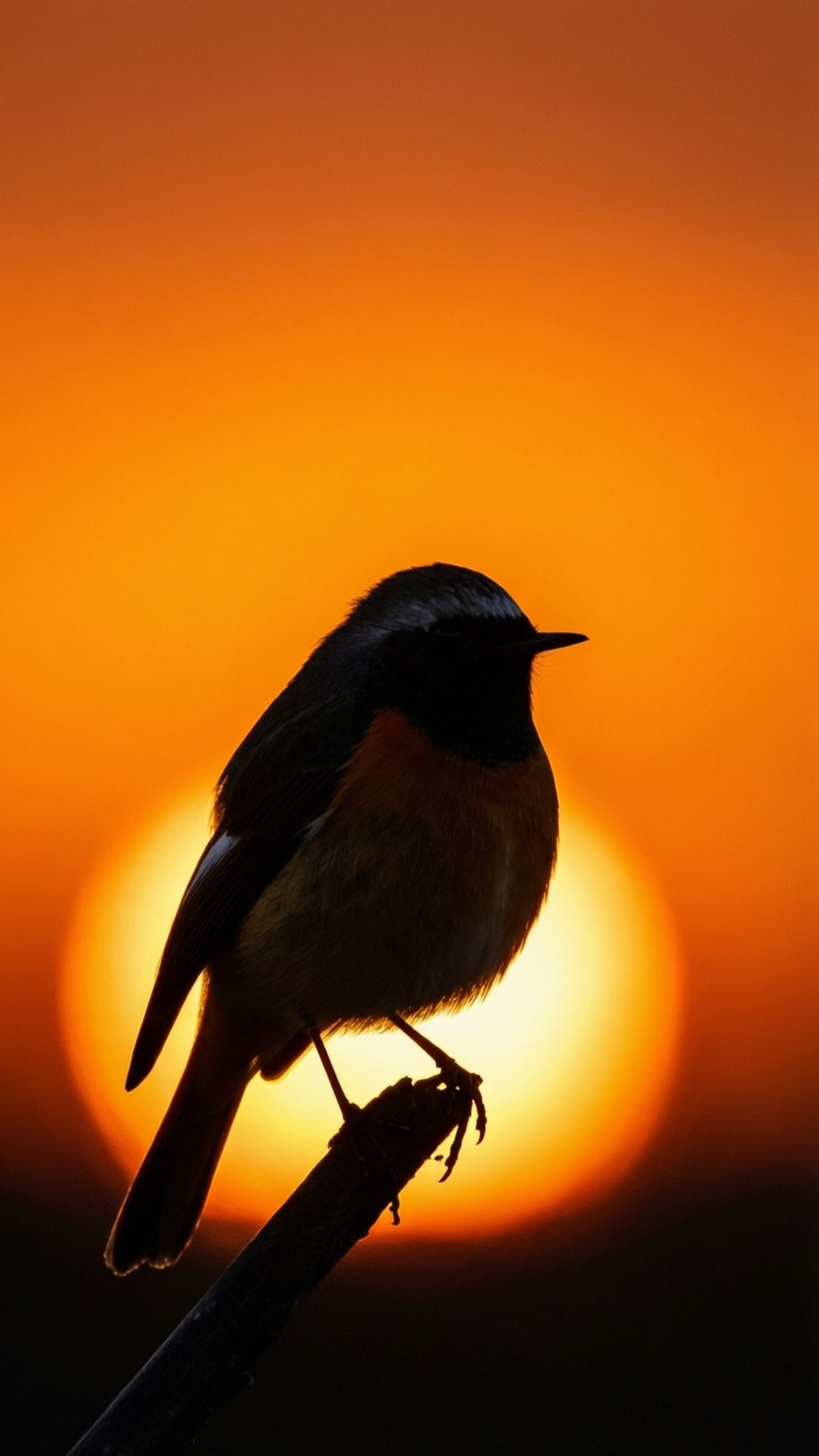 Redstart, silhouette, sunrise, Full HD Phone Wallpaper