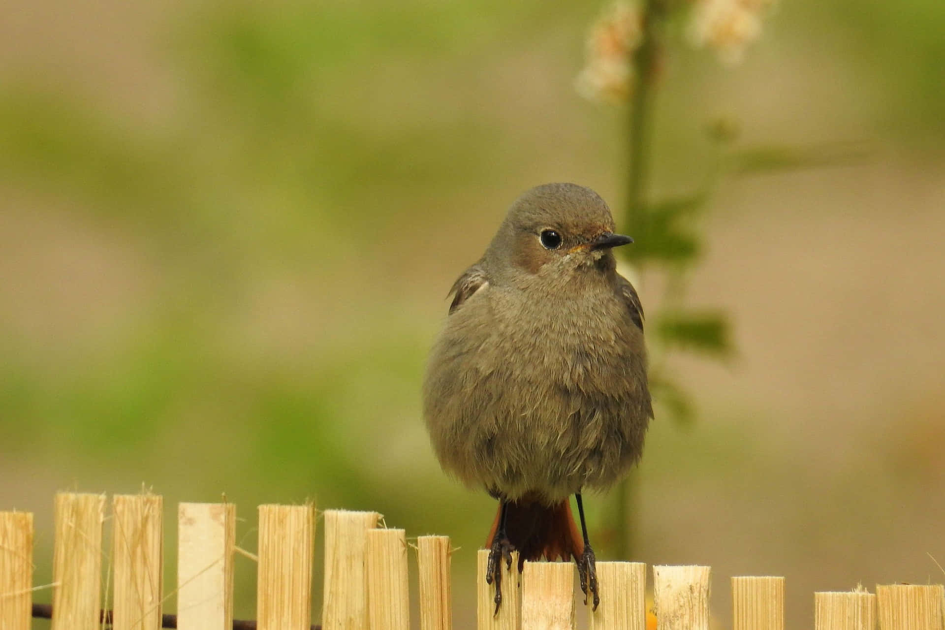 Redstart, birdon, fence, Full HD Desktop Wallpaper