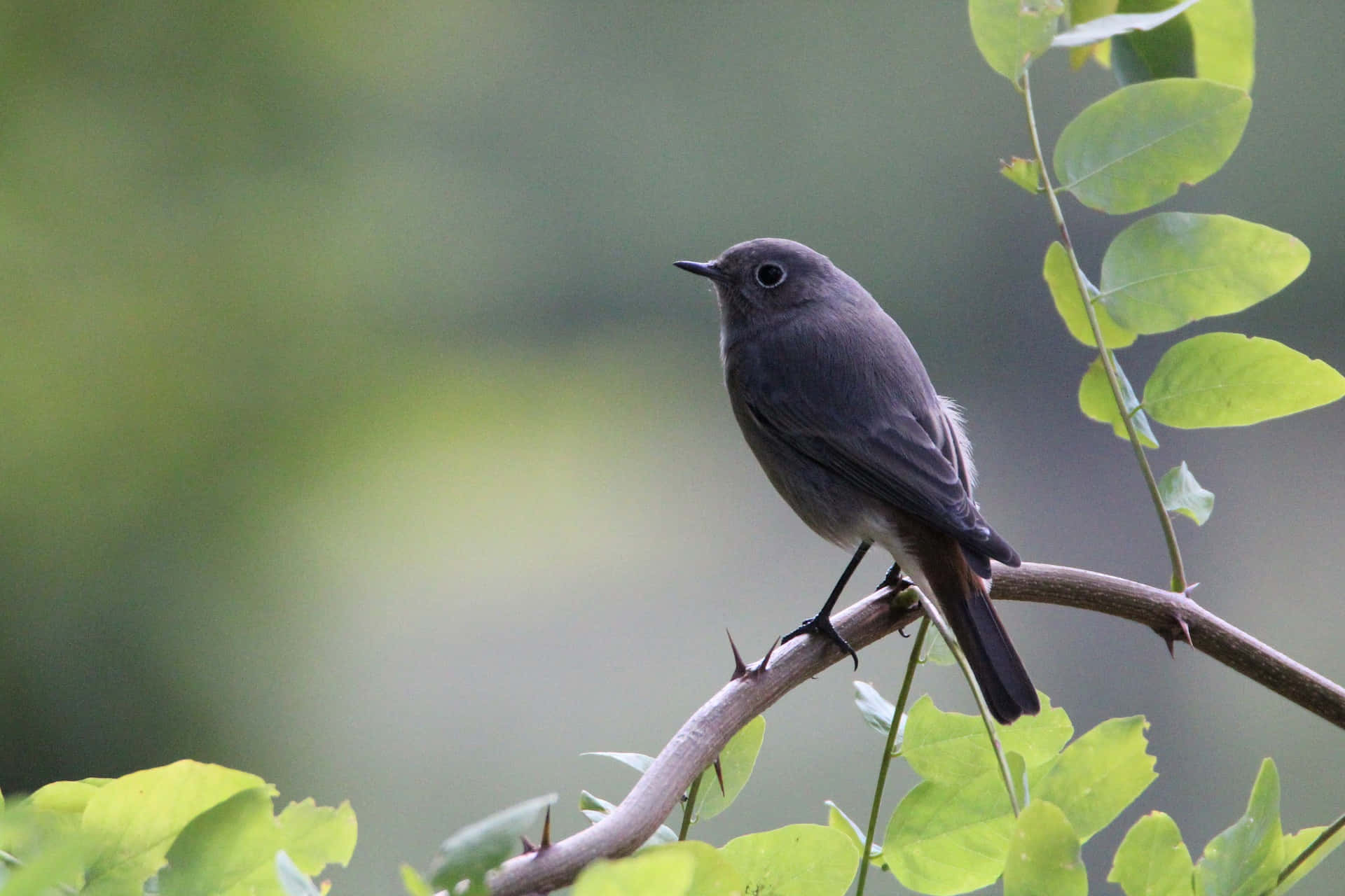 Black Redstart, branch, thorny branch, Full HD Desktop Wallpaper
