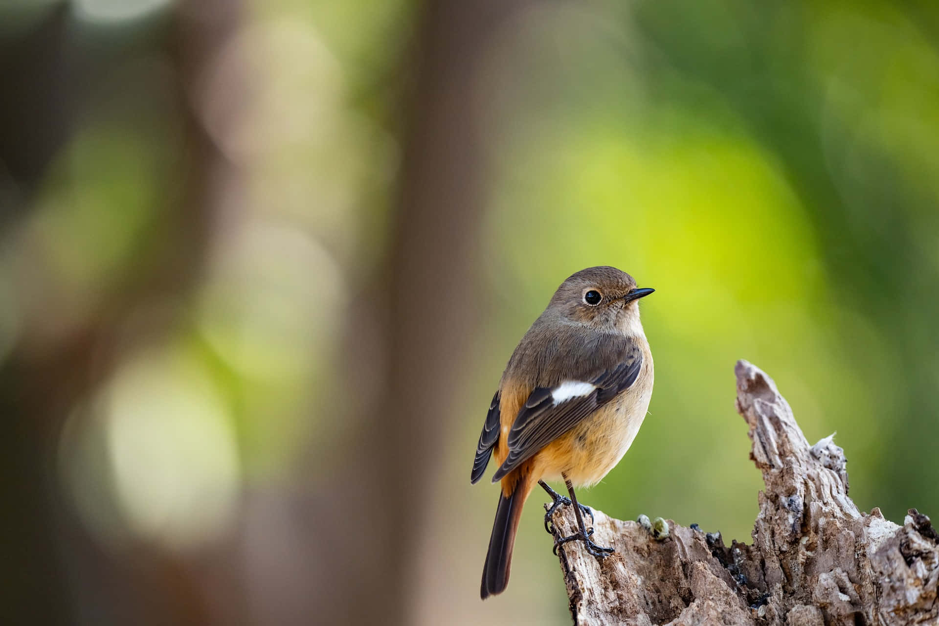 Redstart, bird, branch, Full HD Desktop Wallpaper