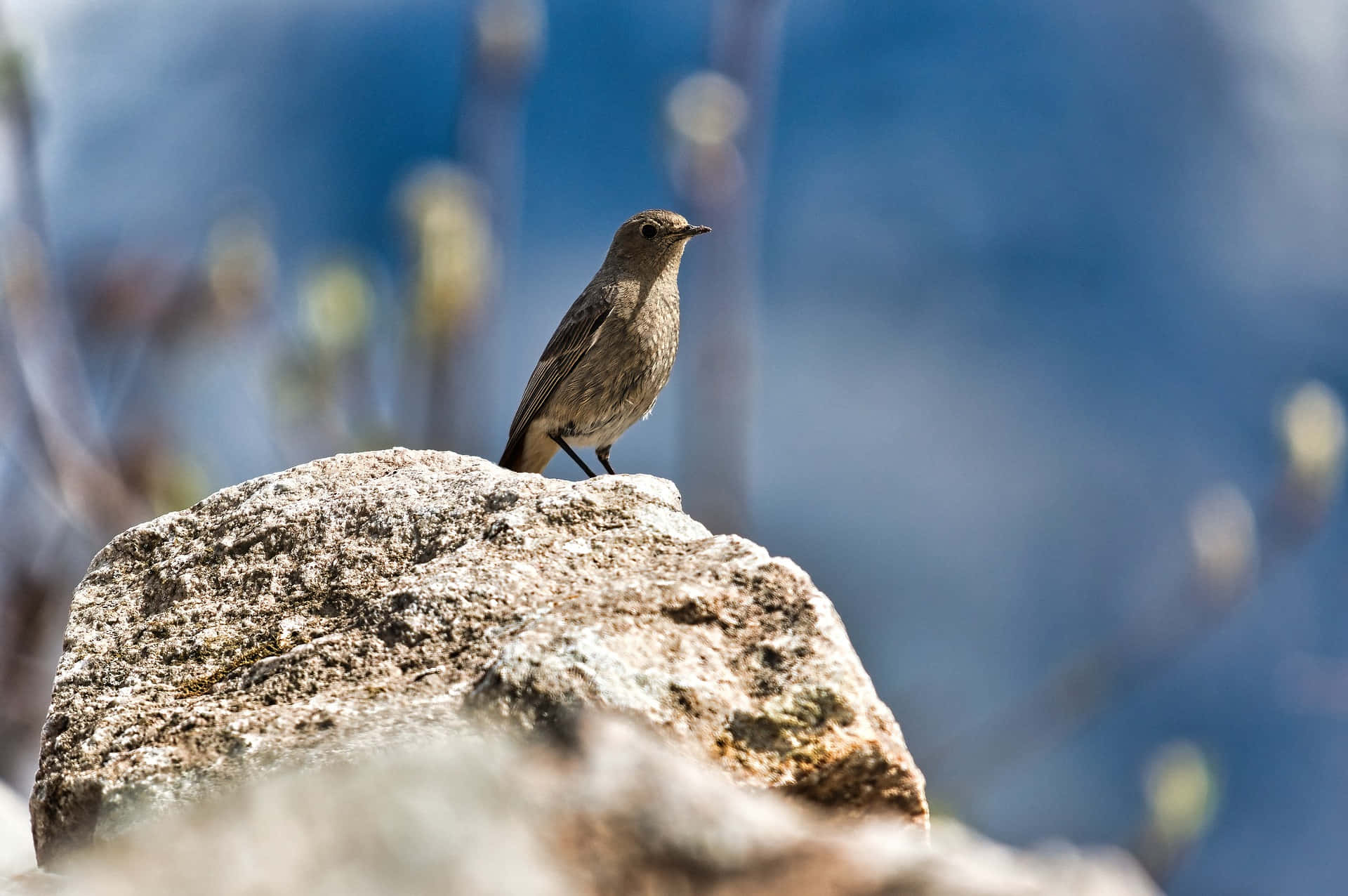 Redstart, birdon rock, outdoor scene, Full HD Desktop Wallpaper