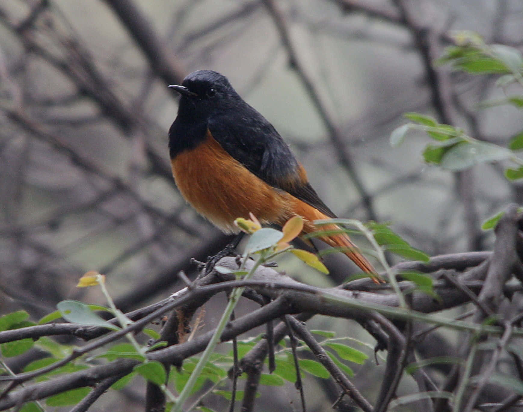 Redstart, black head, vibrant orange breast, HD Desktop Wallpaper