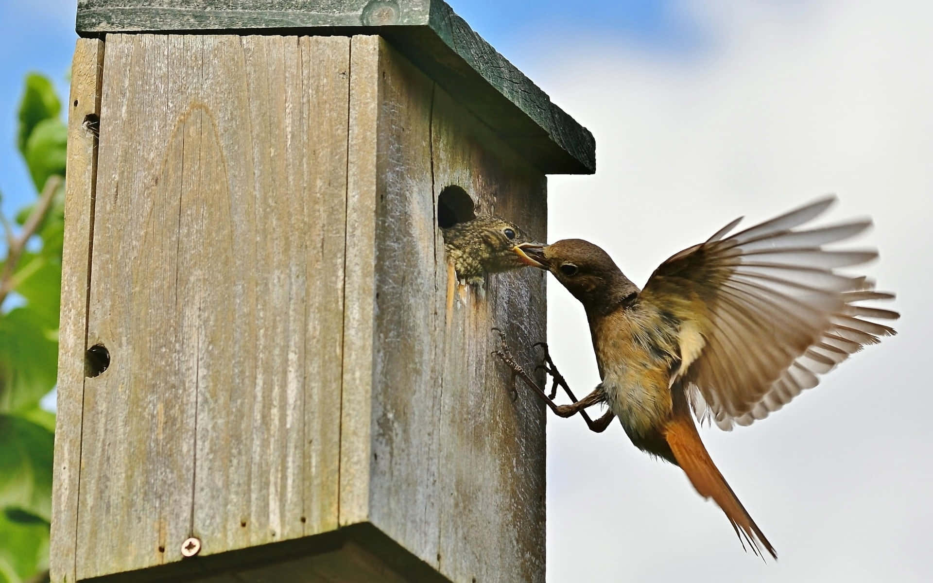 Redstart, nesting box, wooden birdhouse, Full HD Desktop Wallpaper
