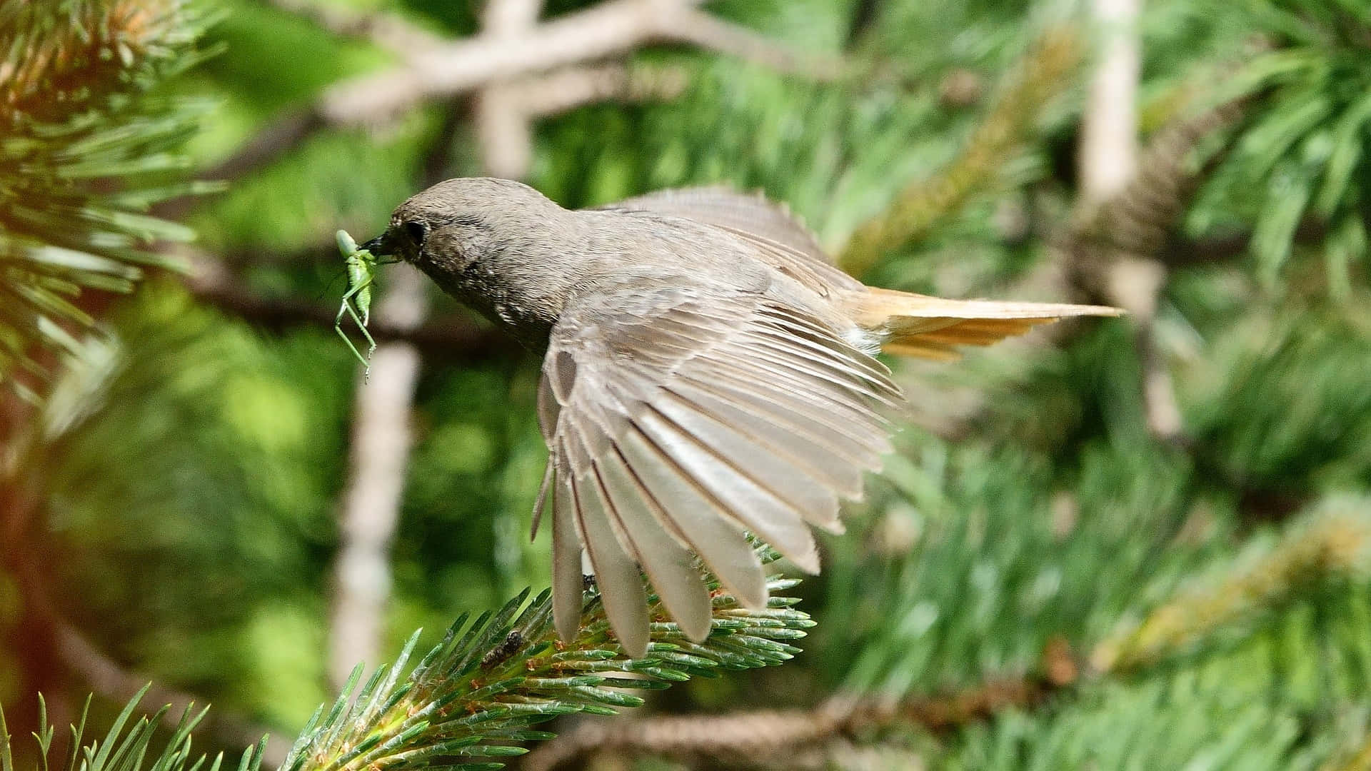 Redstart, praying mantis, sunlit pine forest, Full HD Desktop Wallpaper