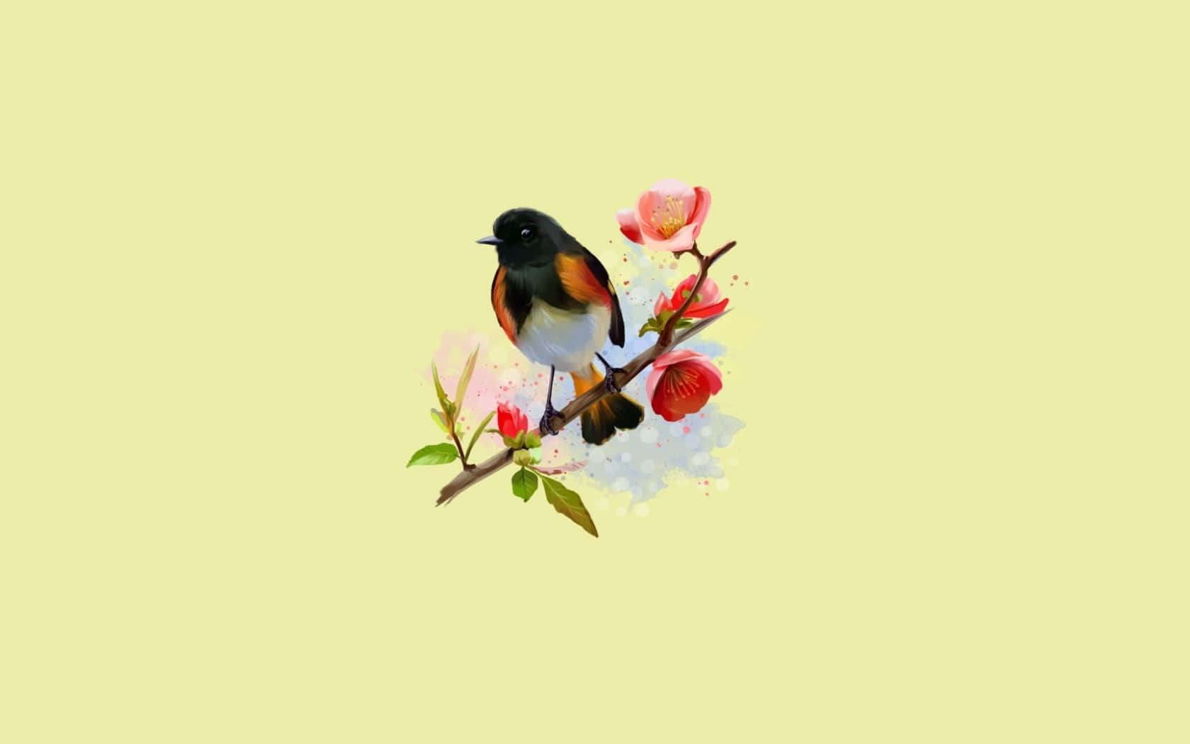 Redstart, black head, orange wings, HD Desktop Wallpaper