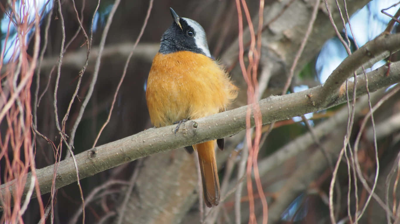 Redstart, vibrant orange and gray bird, bare branch, HD Desktop Wallpaper