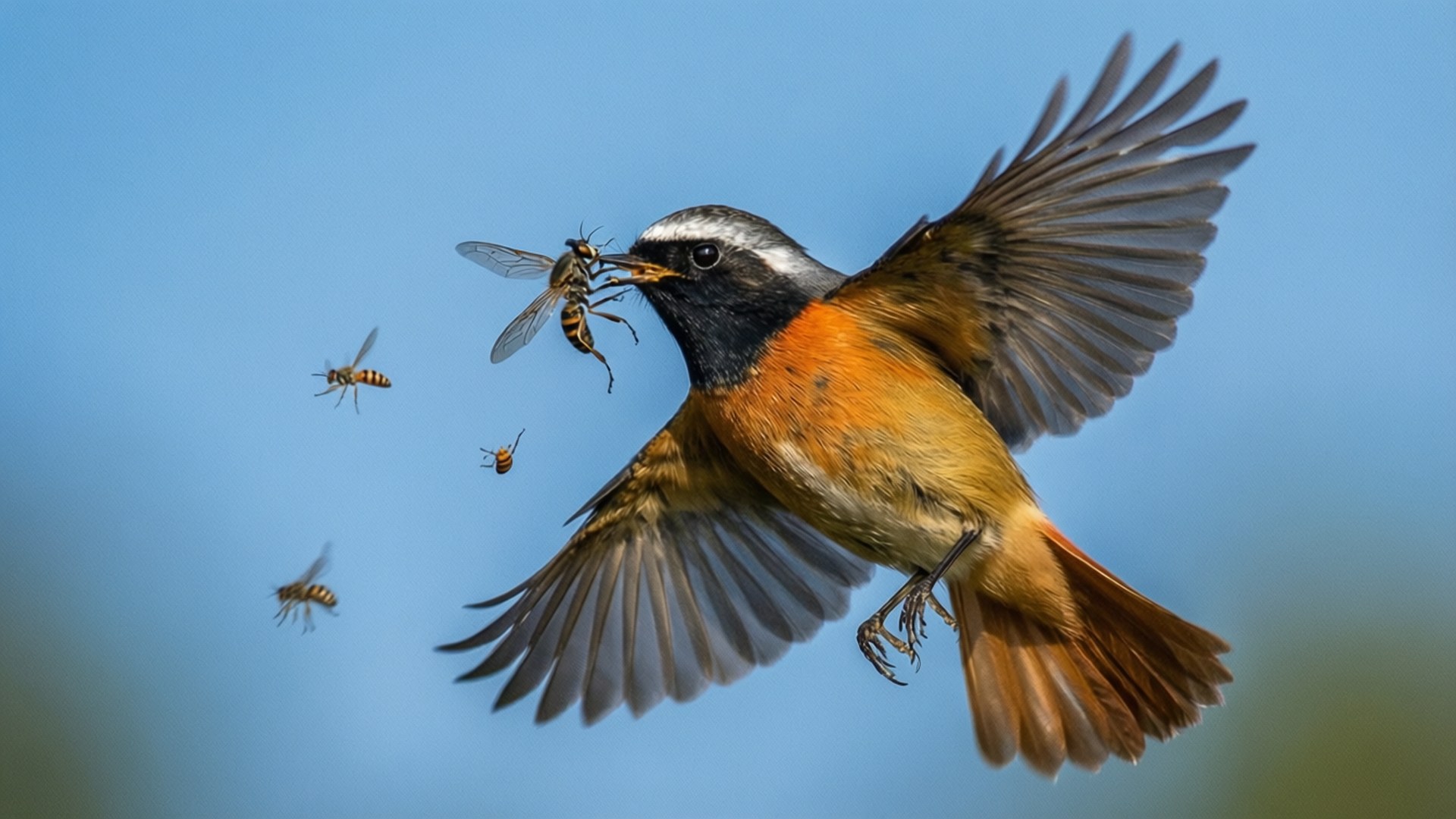 Redstart, male redstart bird, mid-flight, Full HD Desktop Wallpaper