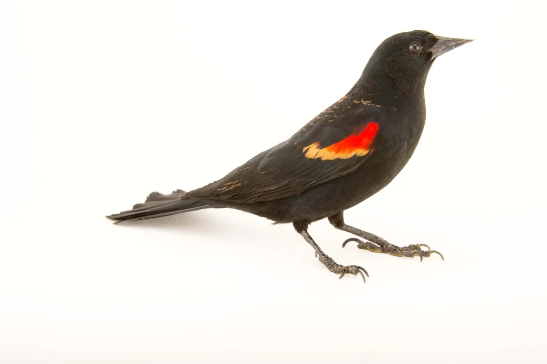 Redwing Blackbird