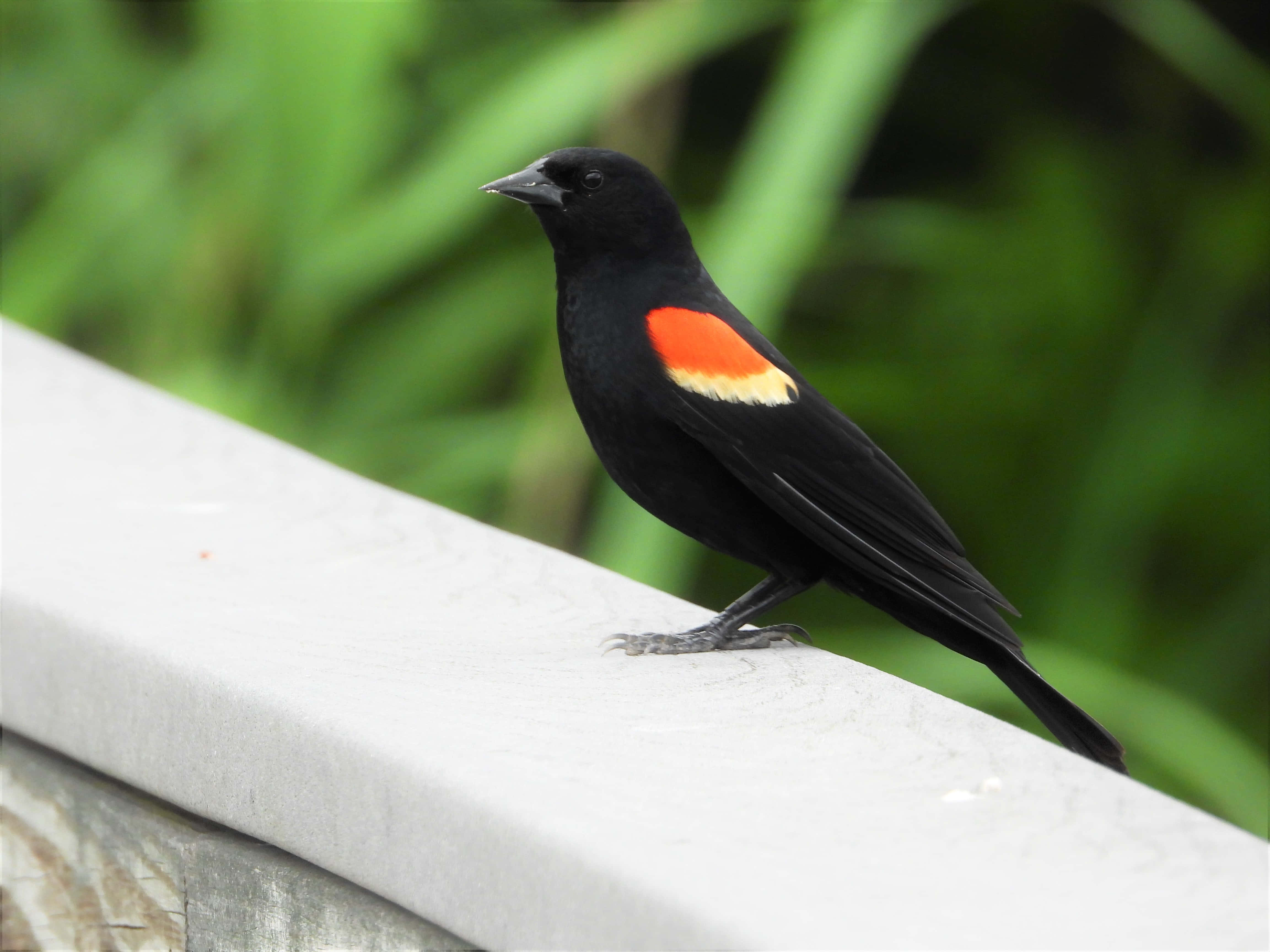 Redwing Blackbird, red and yellow wing patch, white railing, 4K Desktop Wallpaper