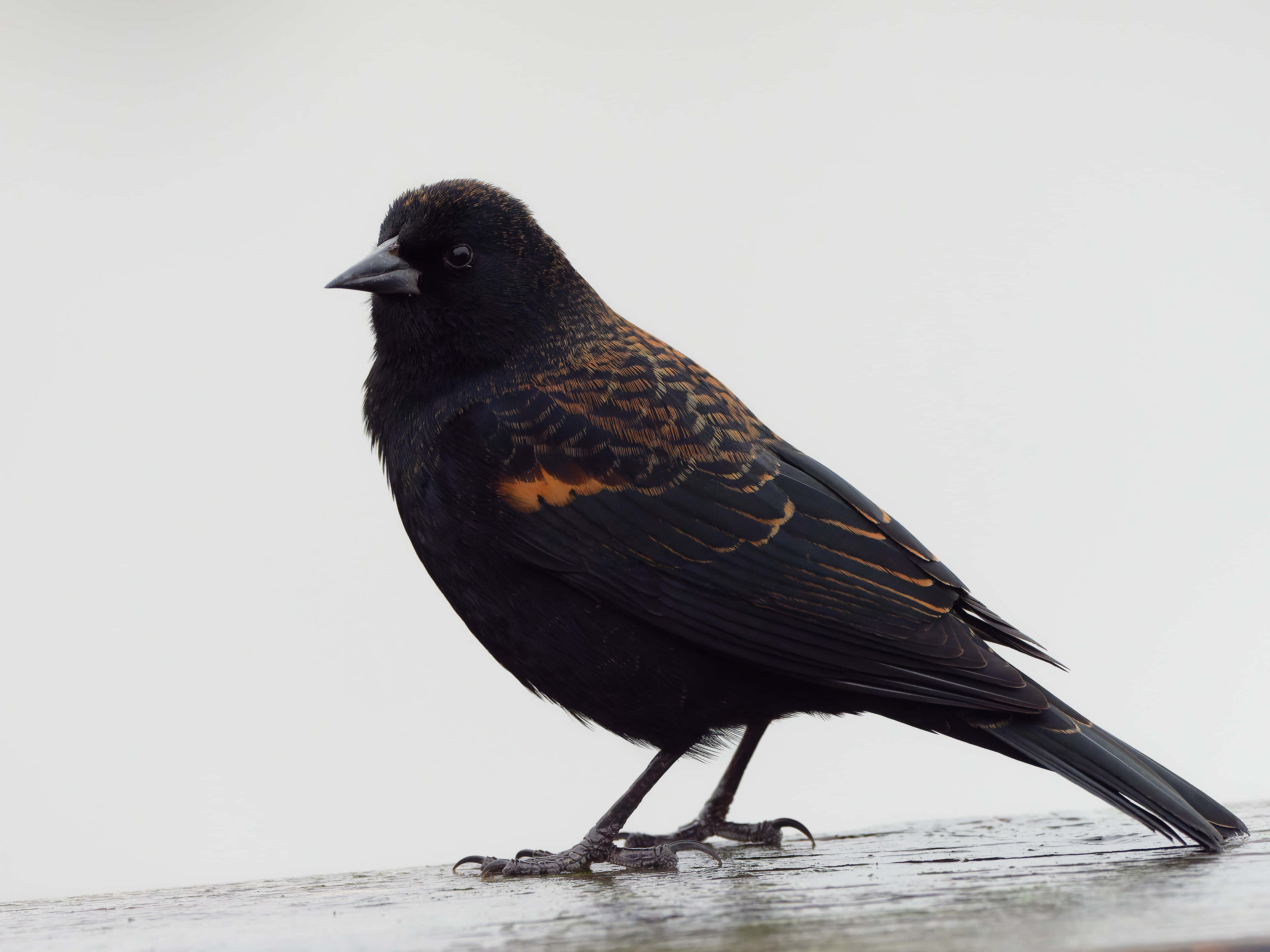 Redwing Blackbird, orange wing patches, wet wooden surface, 4K Desktop Wallpaper